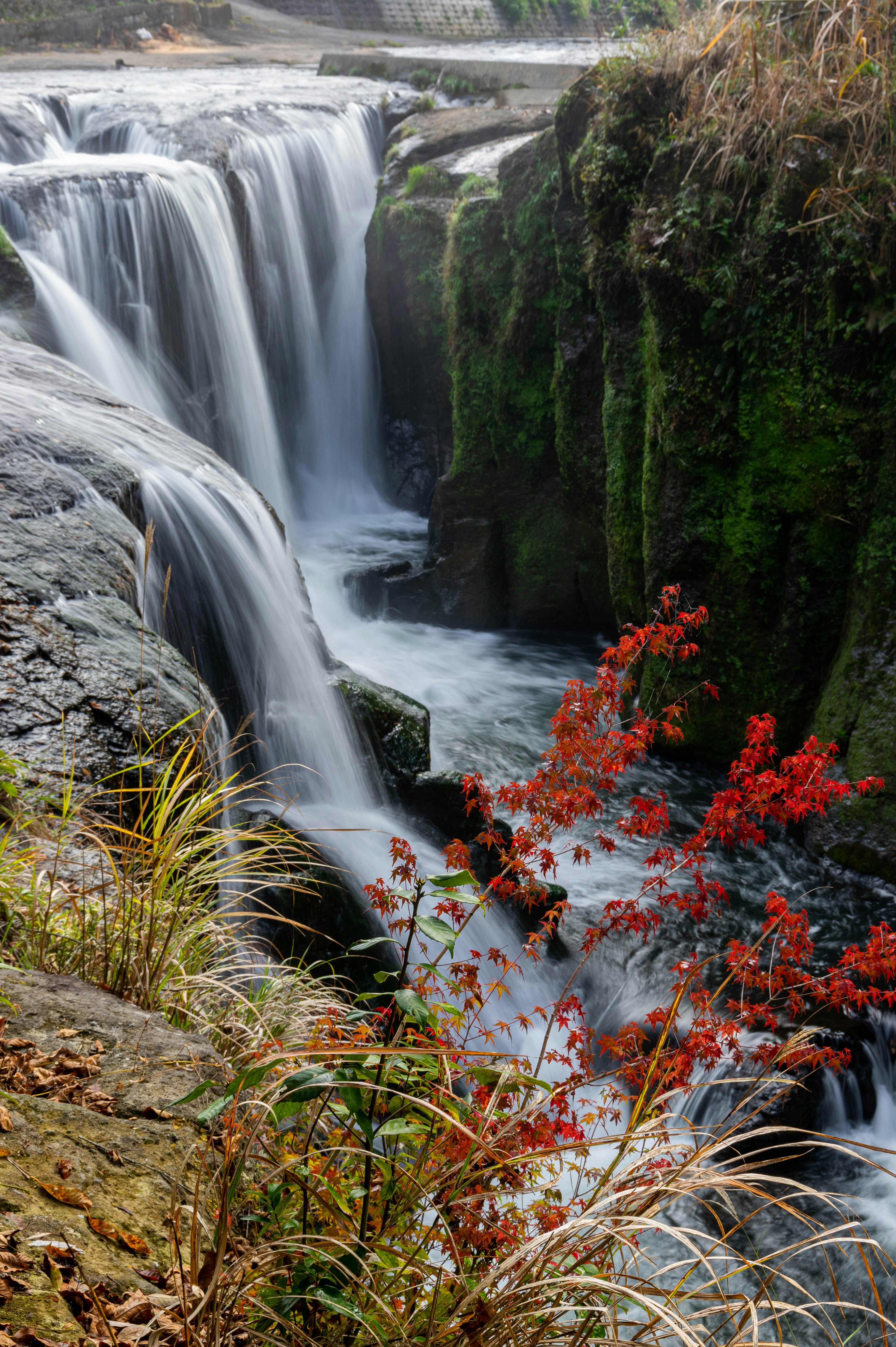 Cascata che scorre su rocce muschiose con fiori rossi in primo piano