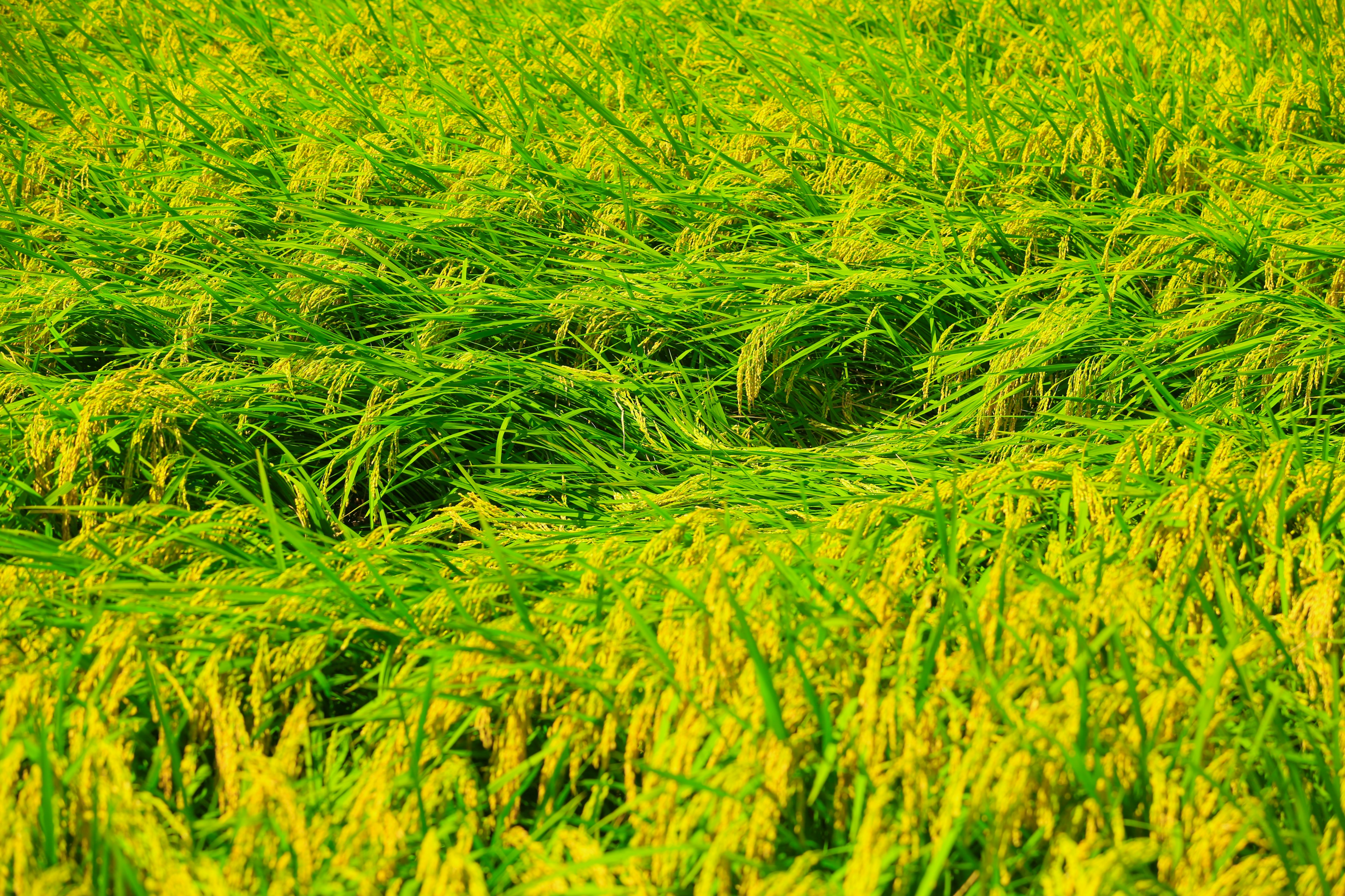 Champs de riz verts luxuriants ondulant dans le vent