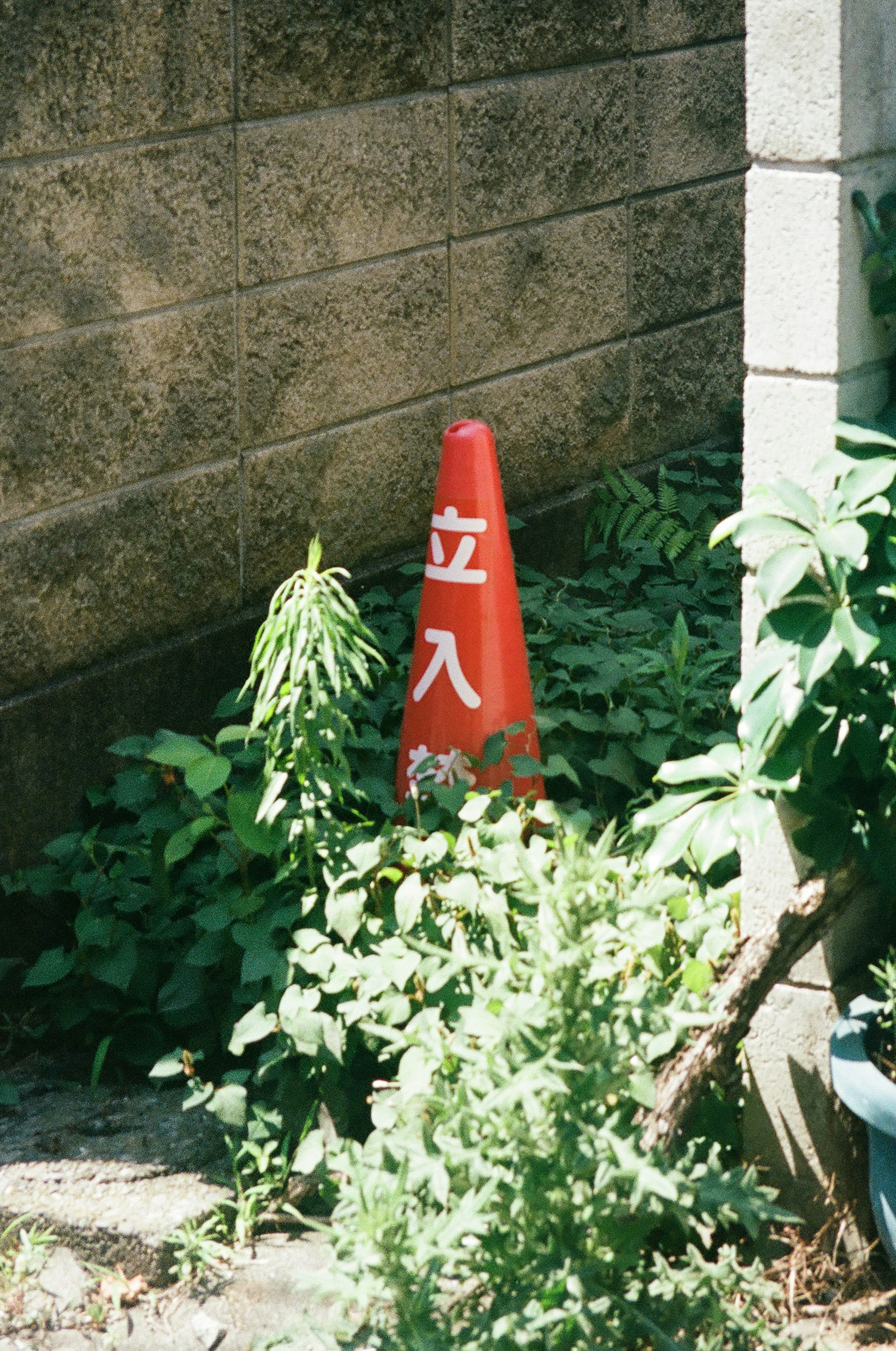 Un cono rojo rodeado de plantas verdes