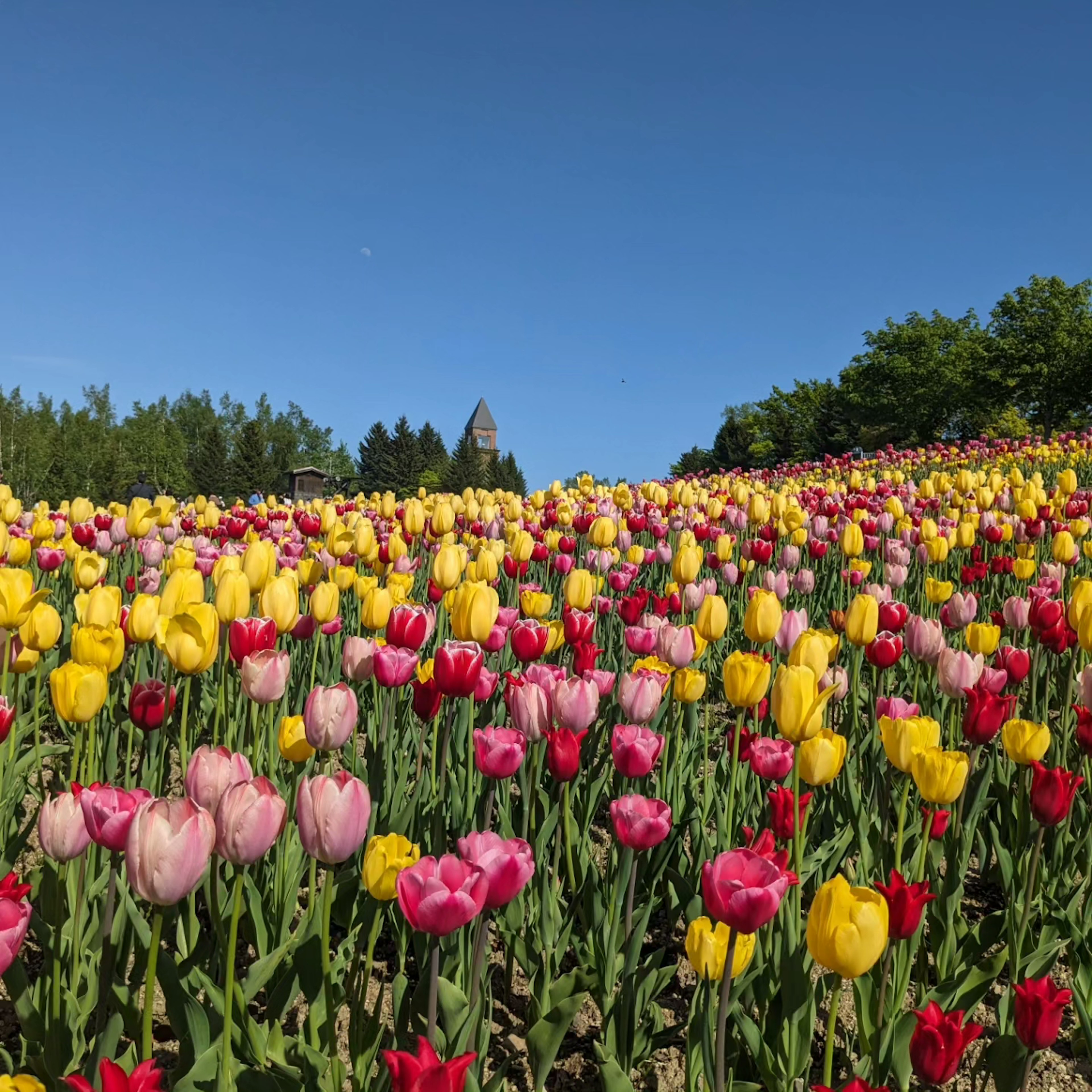 色とりどりのチューリップの花畑 青空の下で咲き誇る