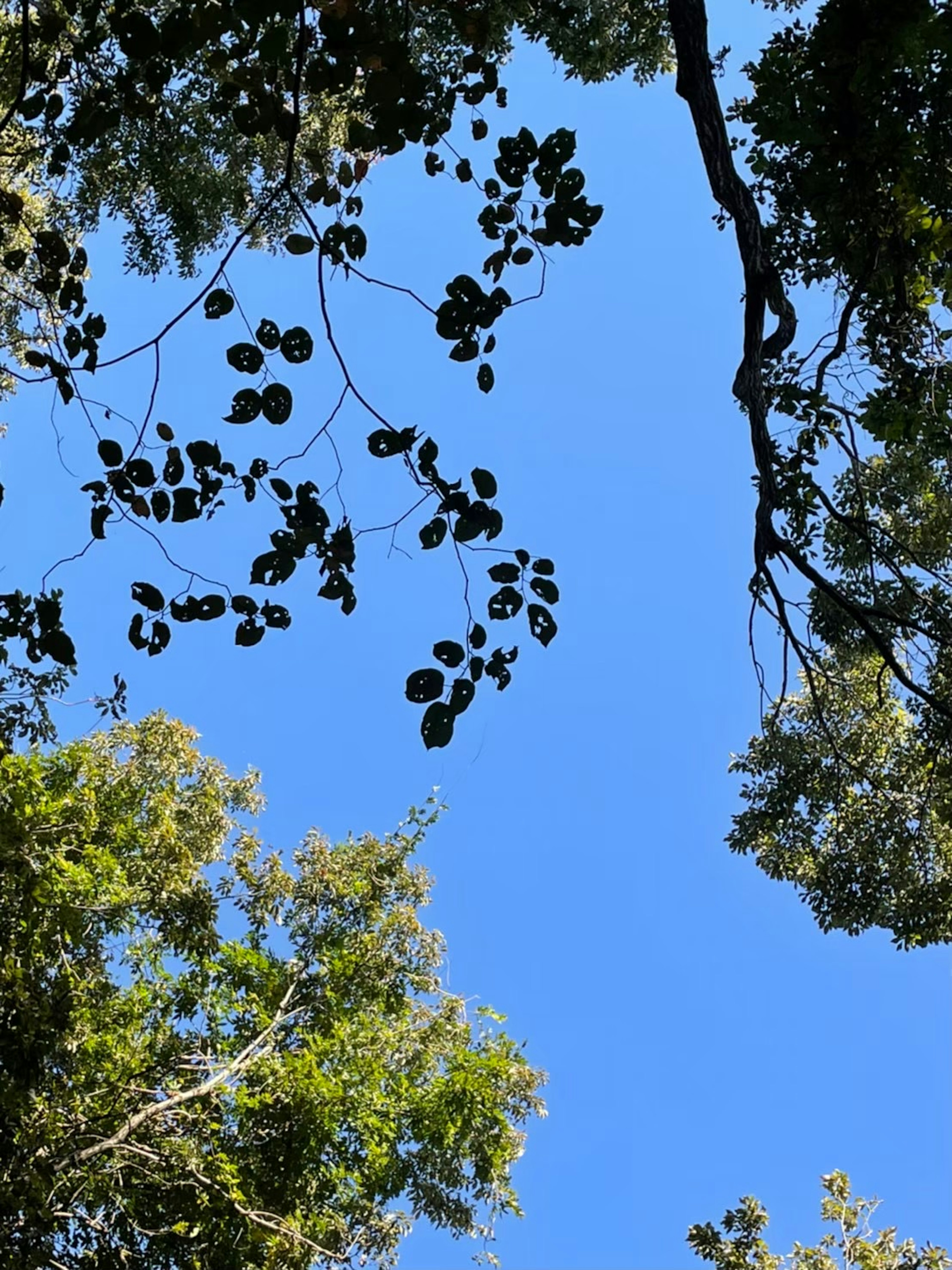 青空と緑の葉が見える木々の上からの視点