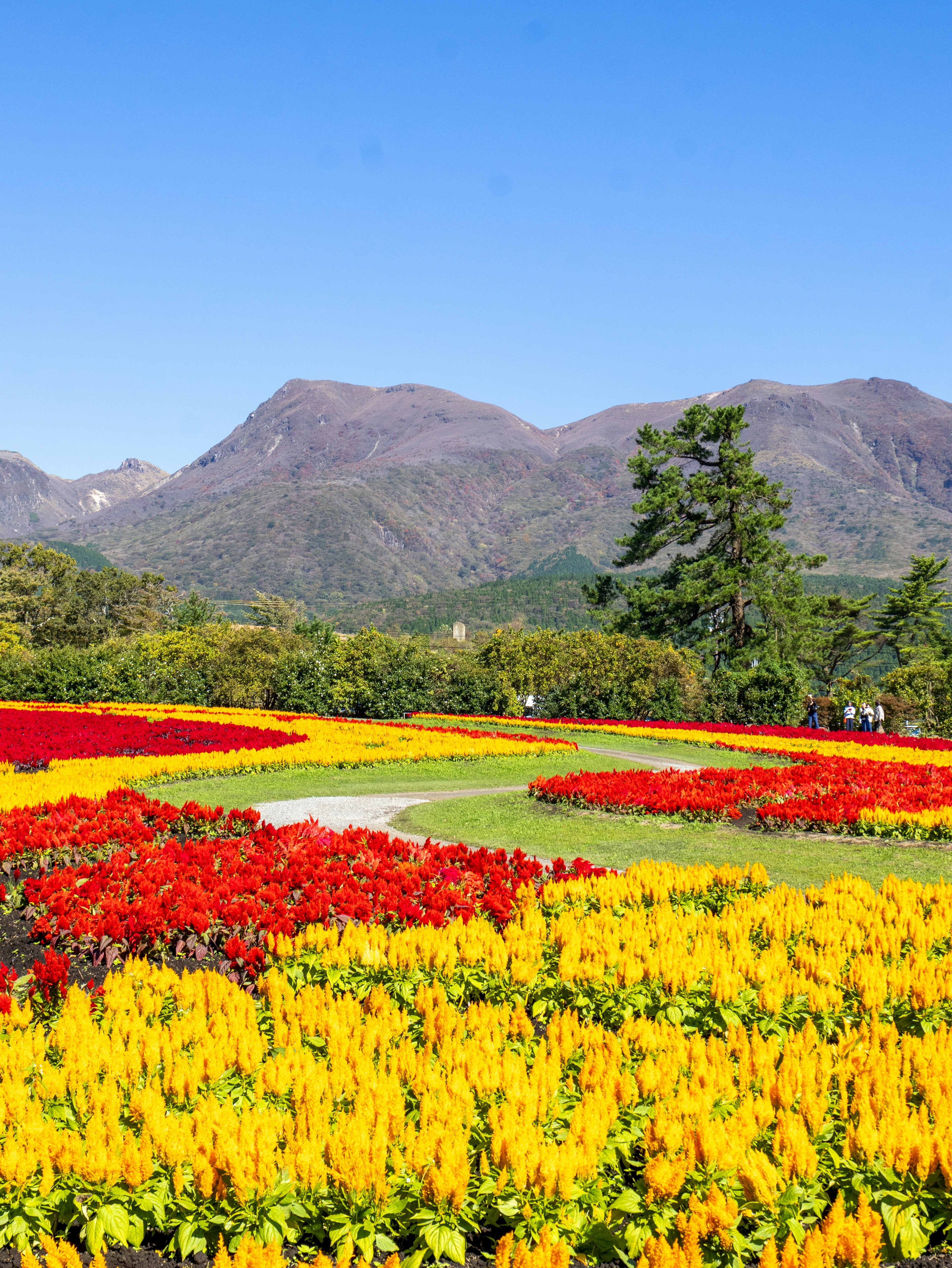 Lebendiger Blumengarten mit roten und gelben Blüten und Bergen im Hintergrund