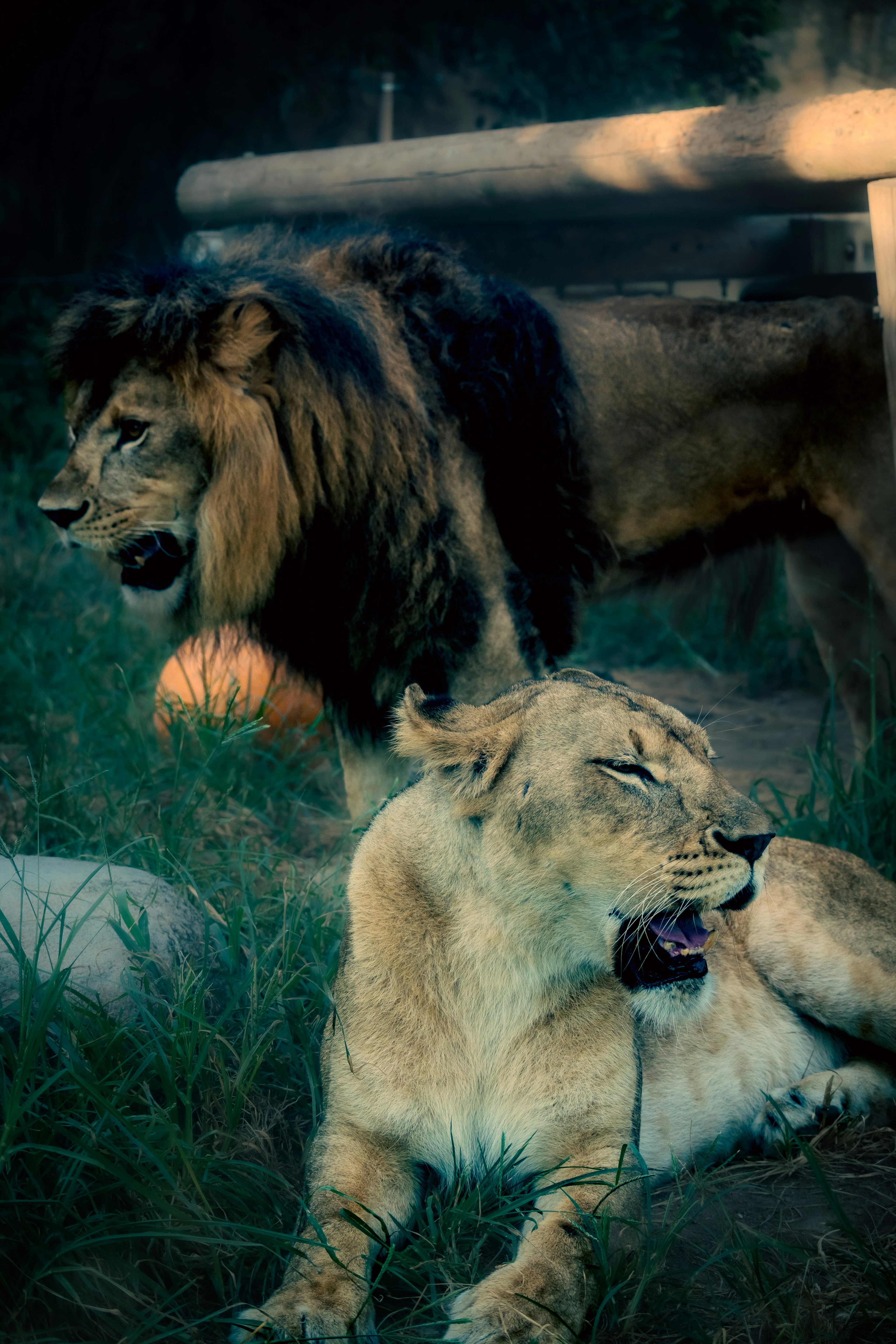 Un león macho y una leona descansando en la hierba