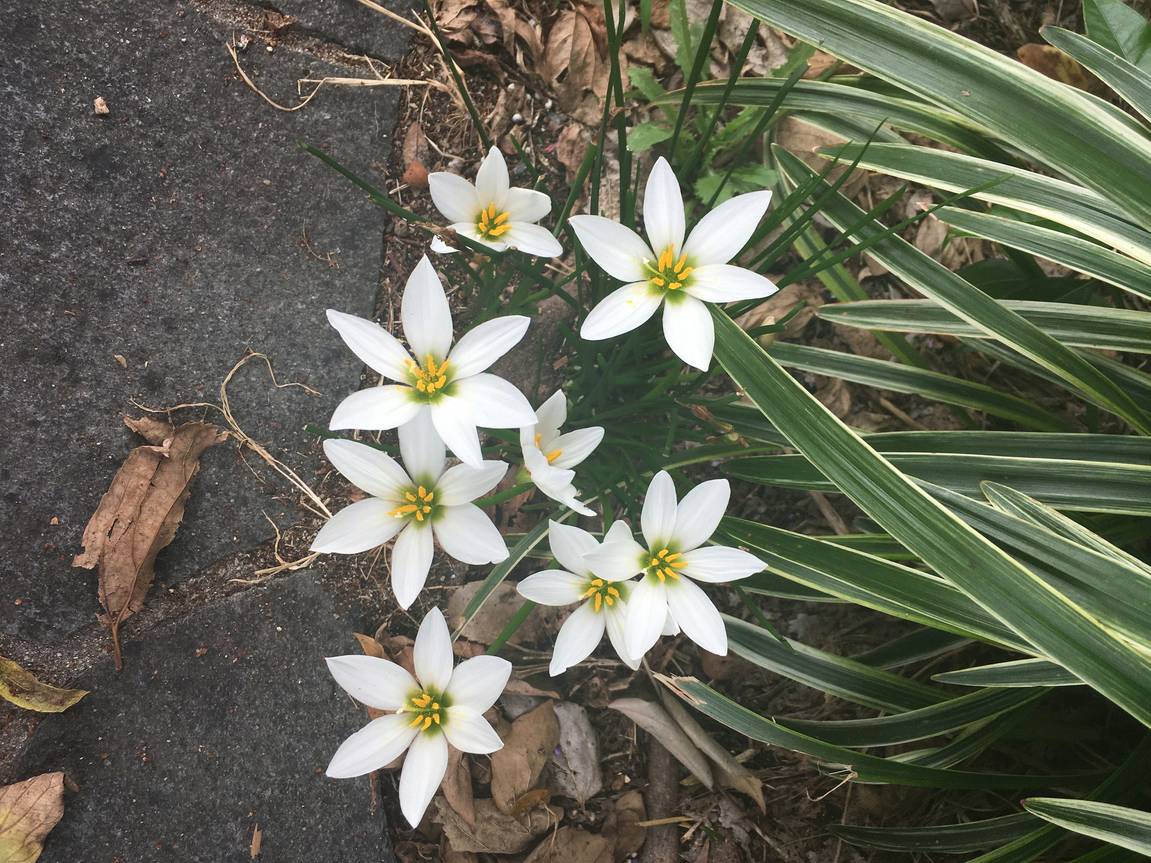 White flowers blooming among green grass