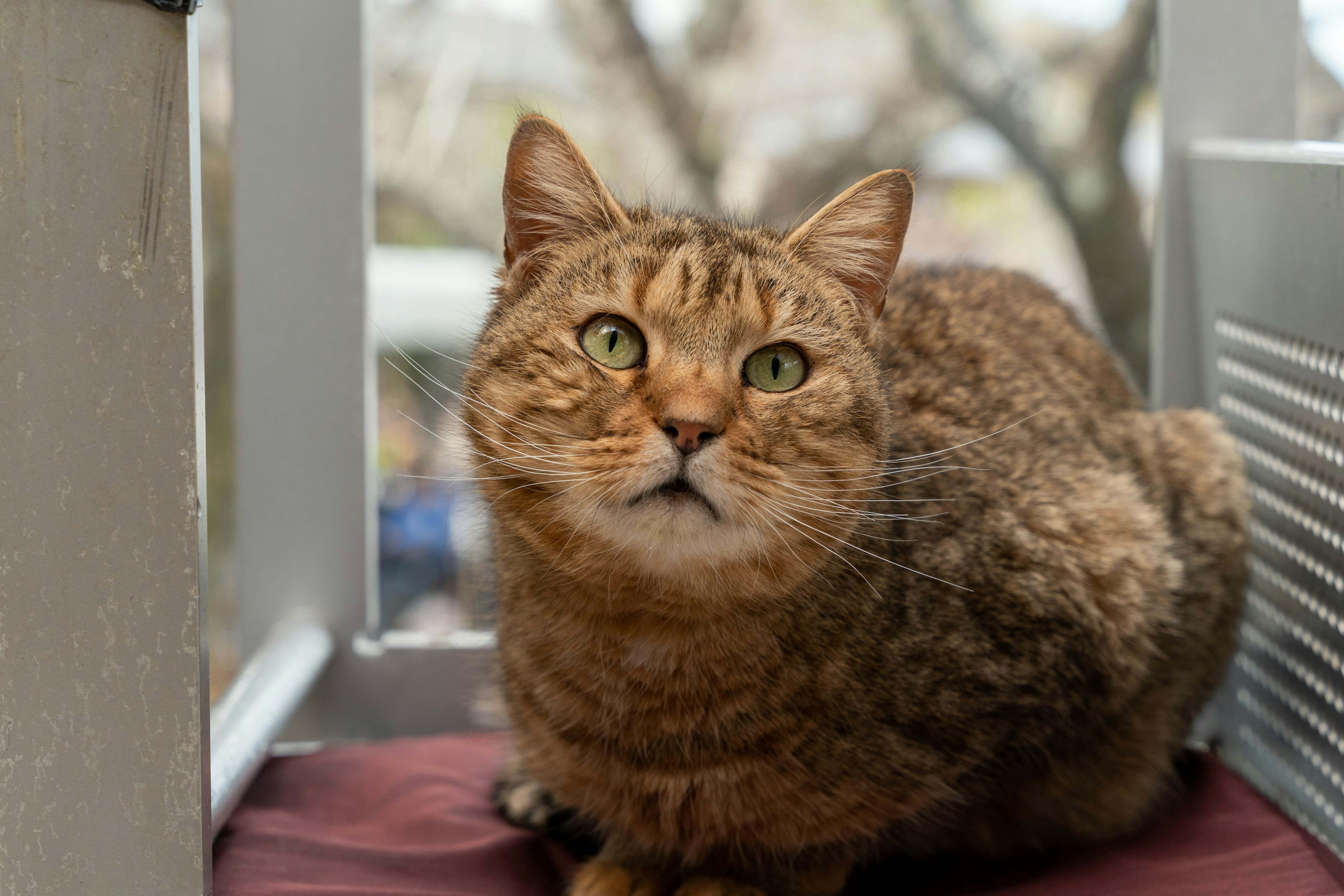 Primo piano di un gatto marrone seduto vicino alla finestra