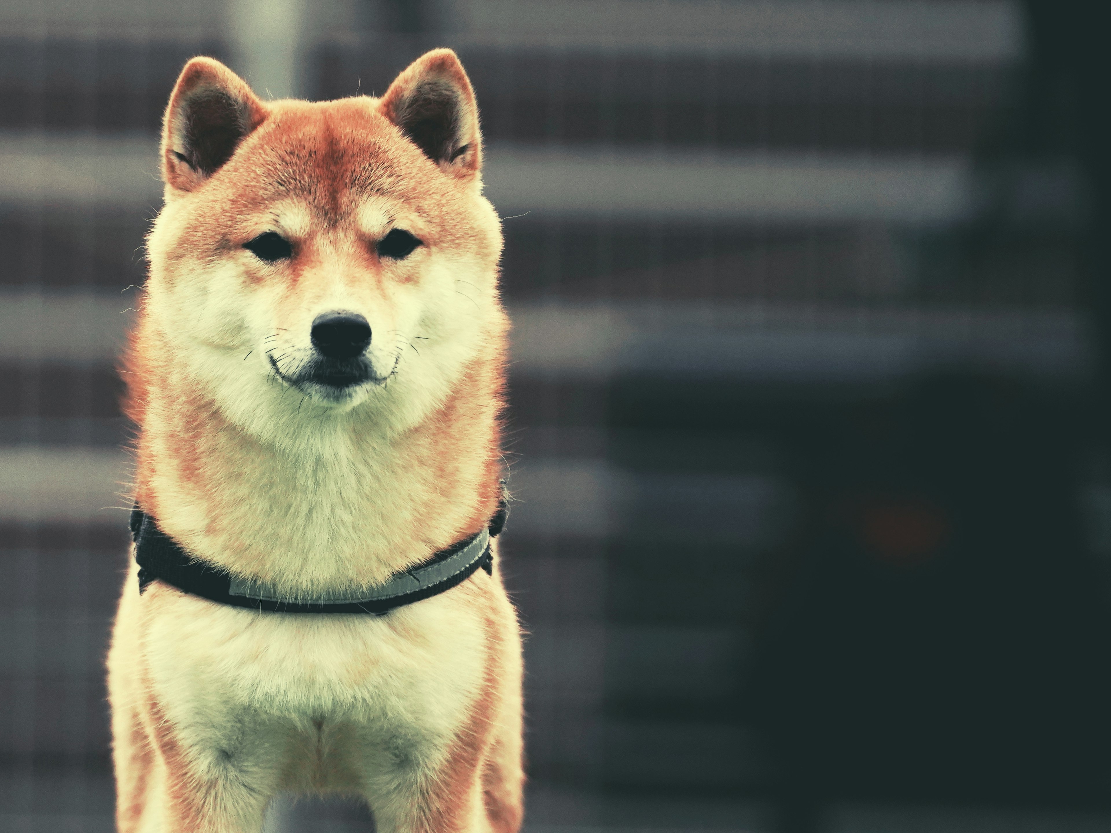 Shiba Inu mirando directamente a la cámara