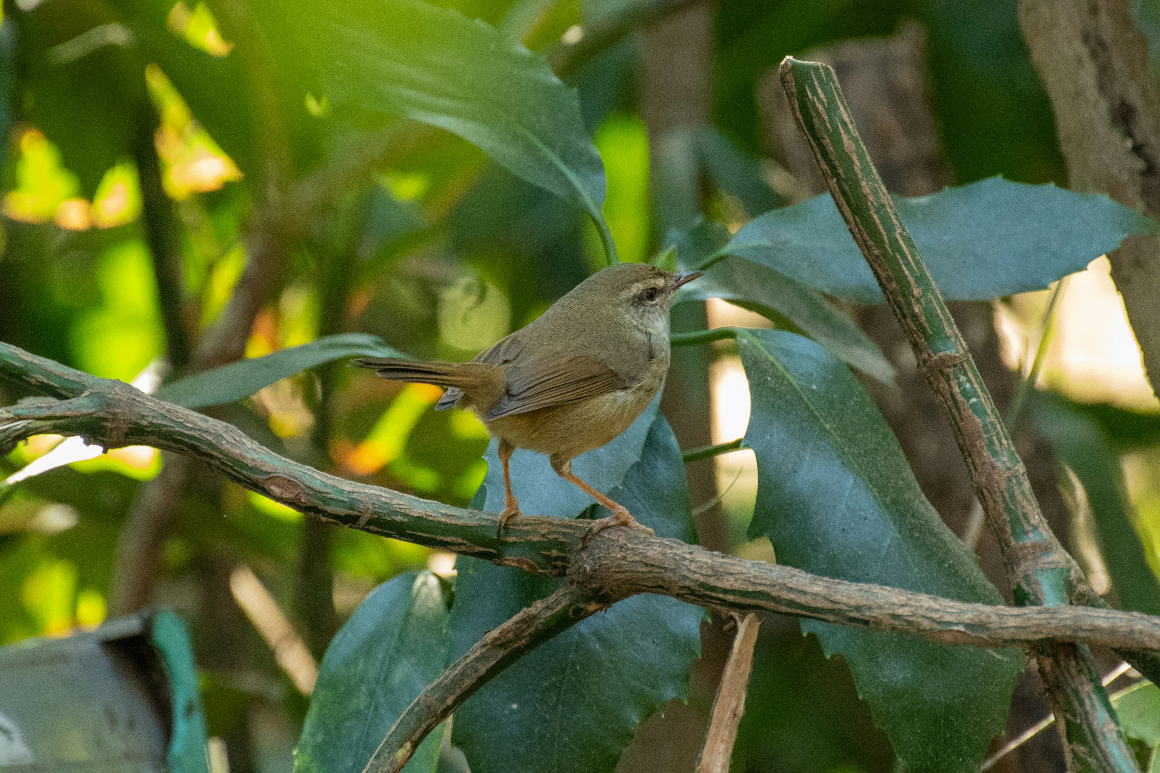 Un petit oiseau perché sur une branche parmi des feuilles vertes