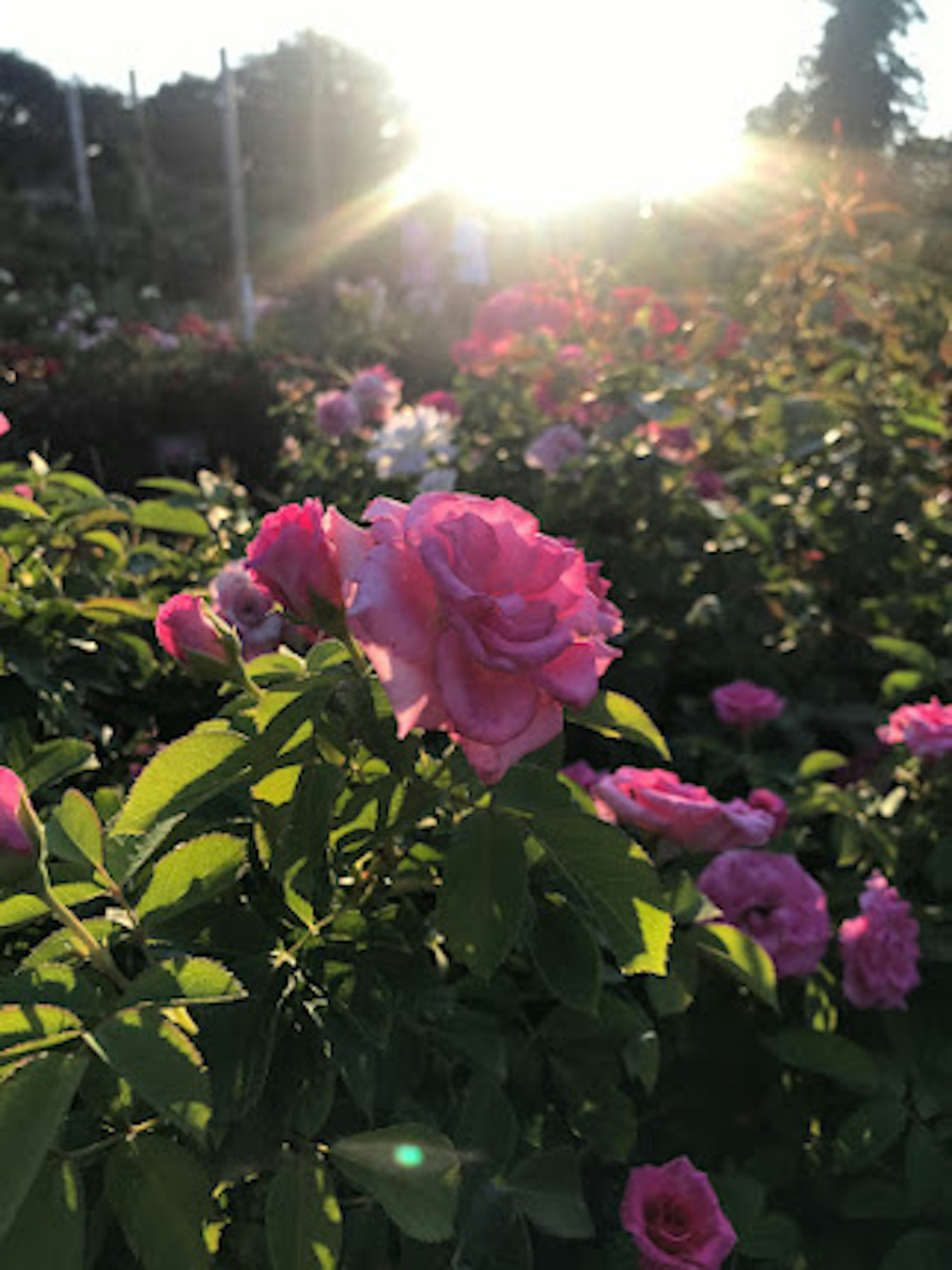 Rosas rosas floreciendo con hojas verdes contra un fondo de atardecer