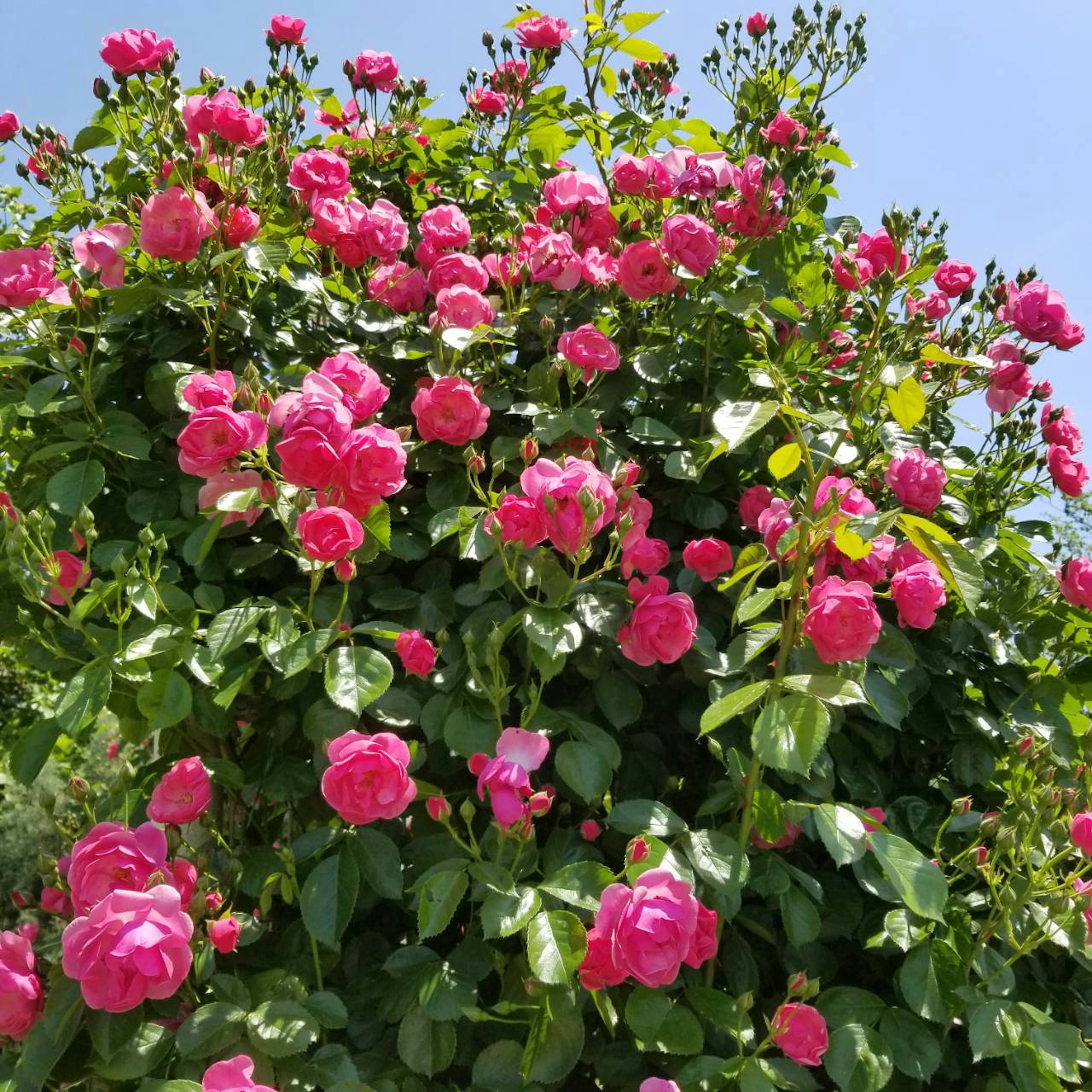 緑の葉に囲まれた鮮やかなピンクのバラの花が満開の様子