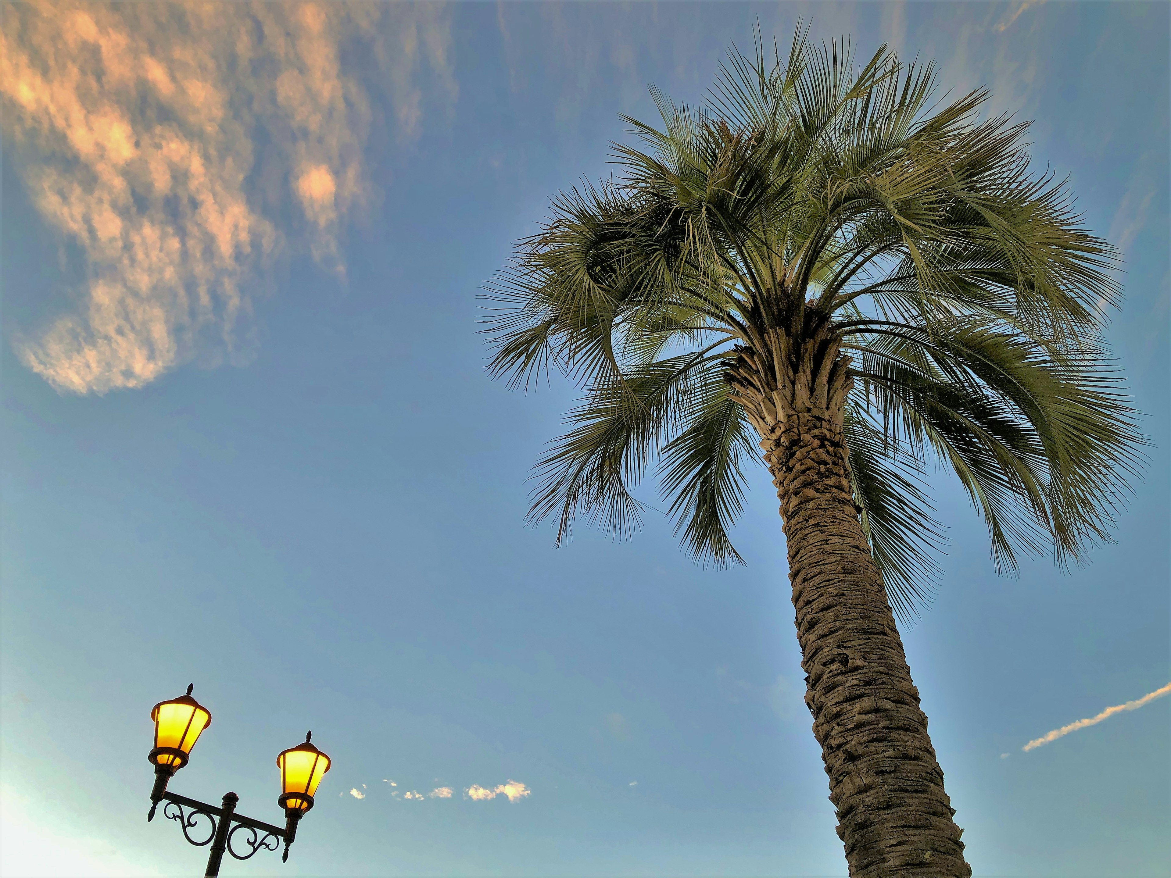 Palme, die sich gegen einen blauen Himmel mit Straßenlaternen erhebt