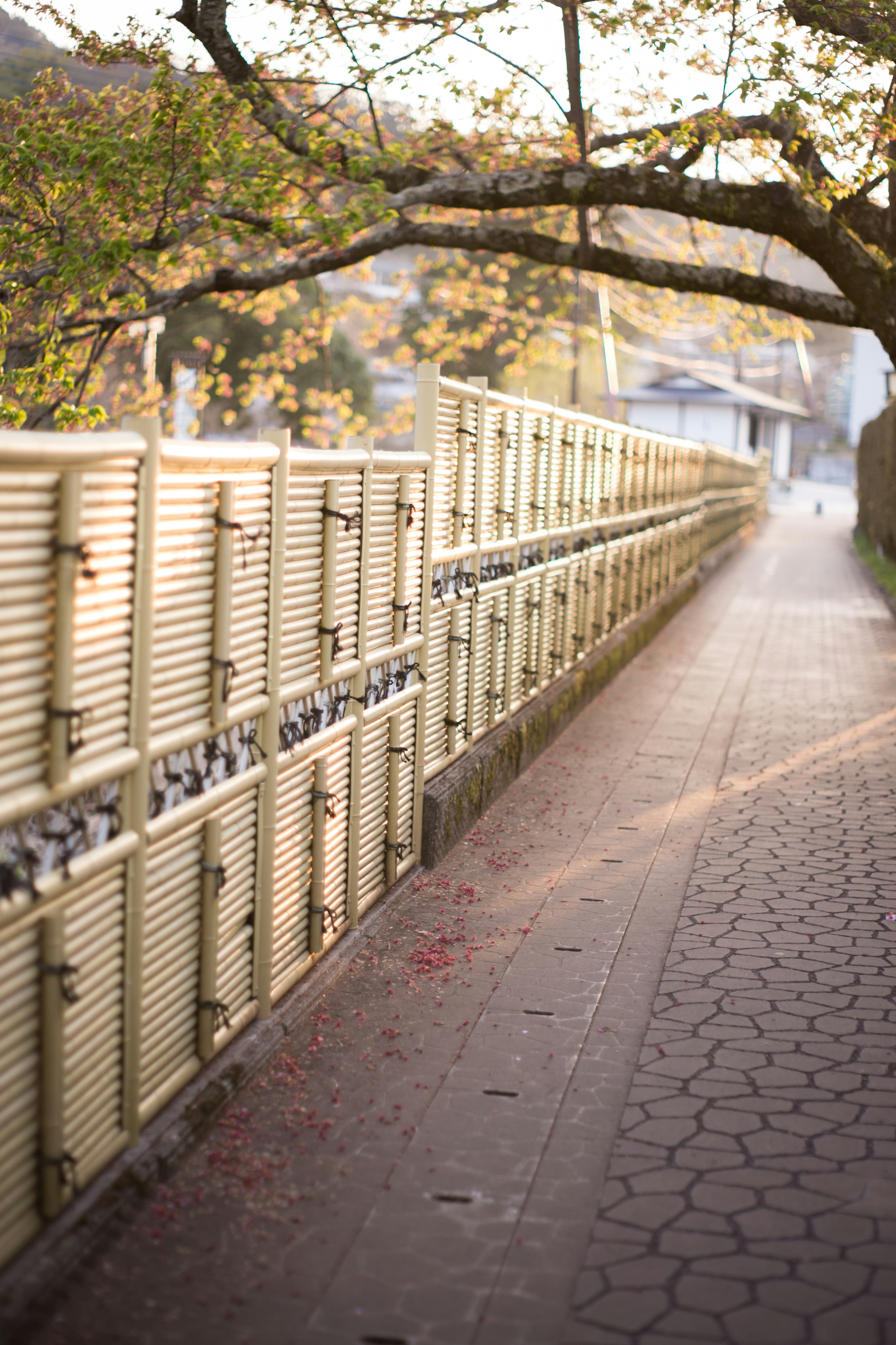 Metal lockers along a quiet walkway with tree branches