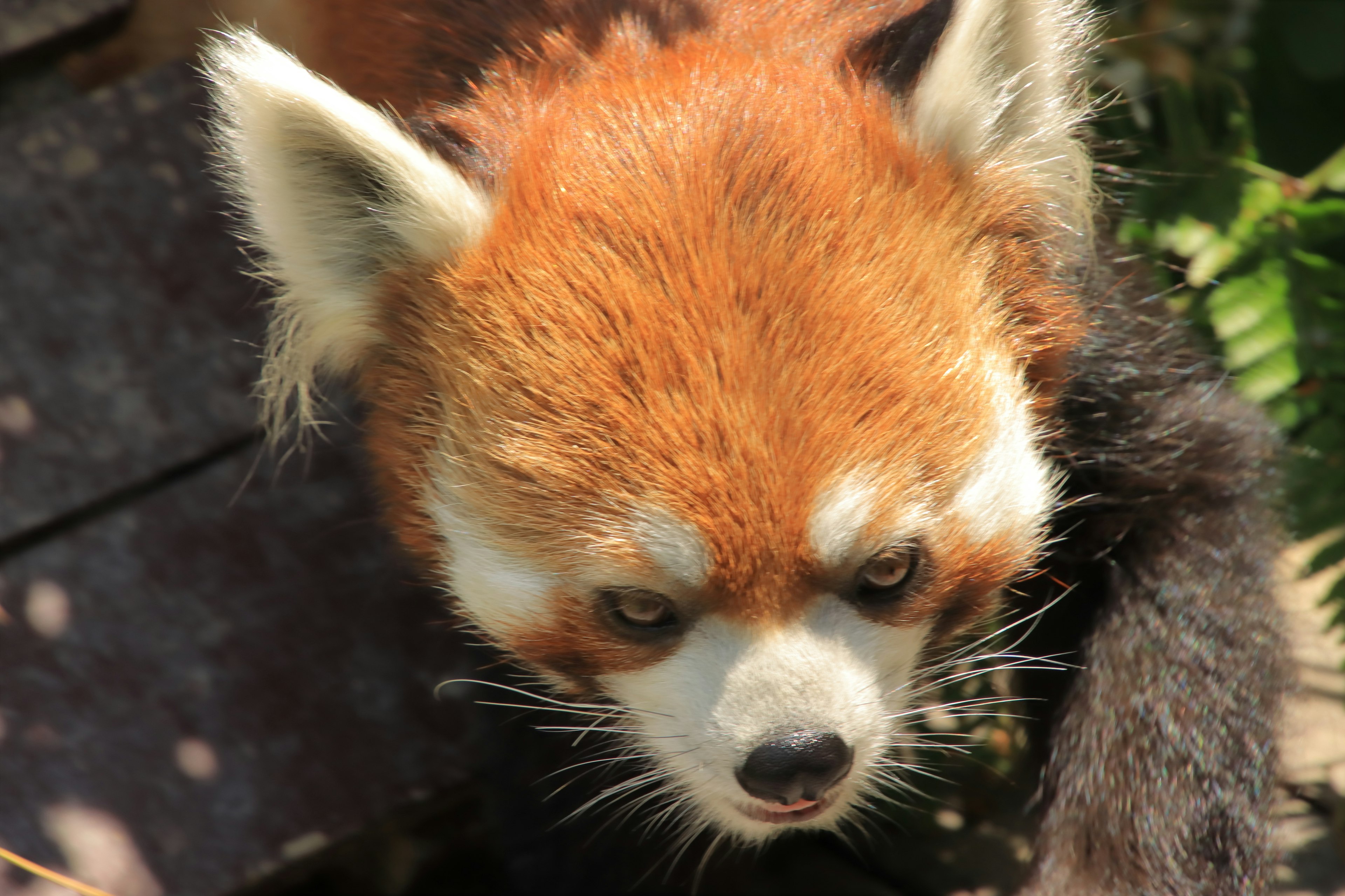 Close-up wajah panda merah