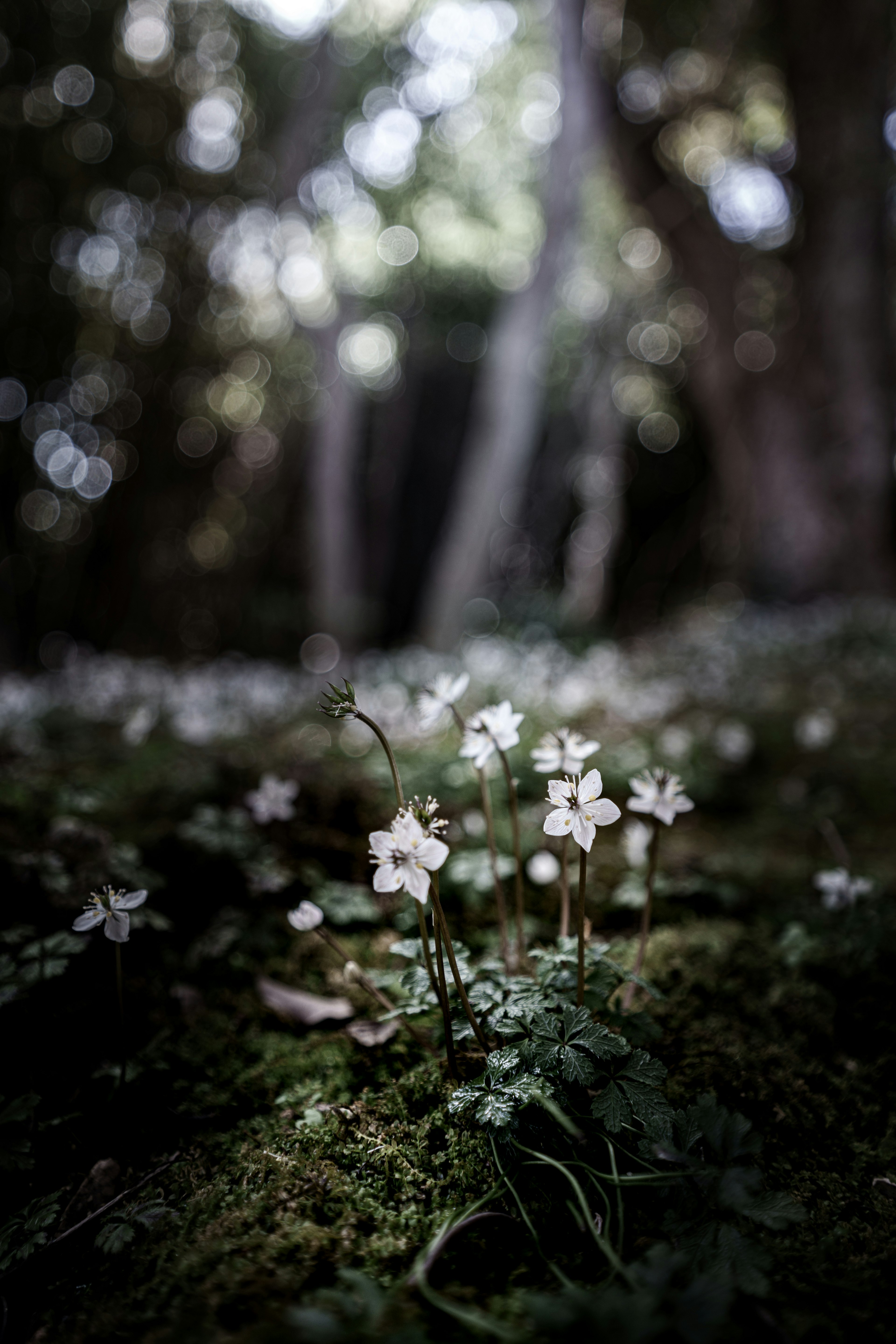 白い花が咲いている森の中の風景