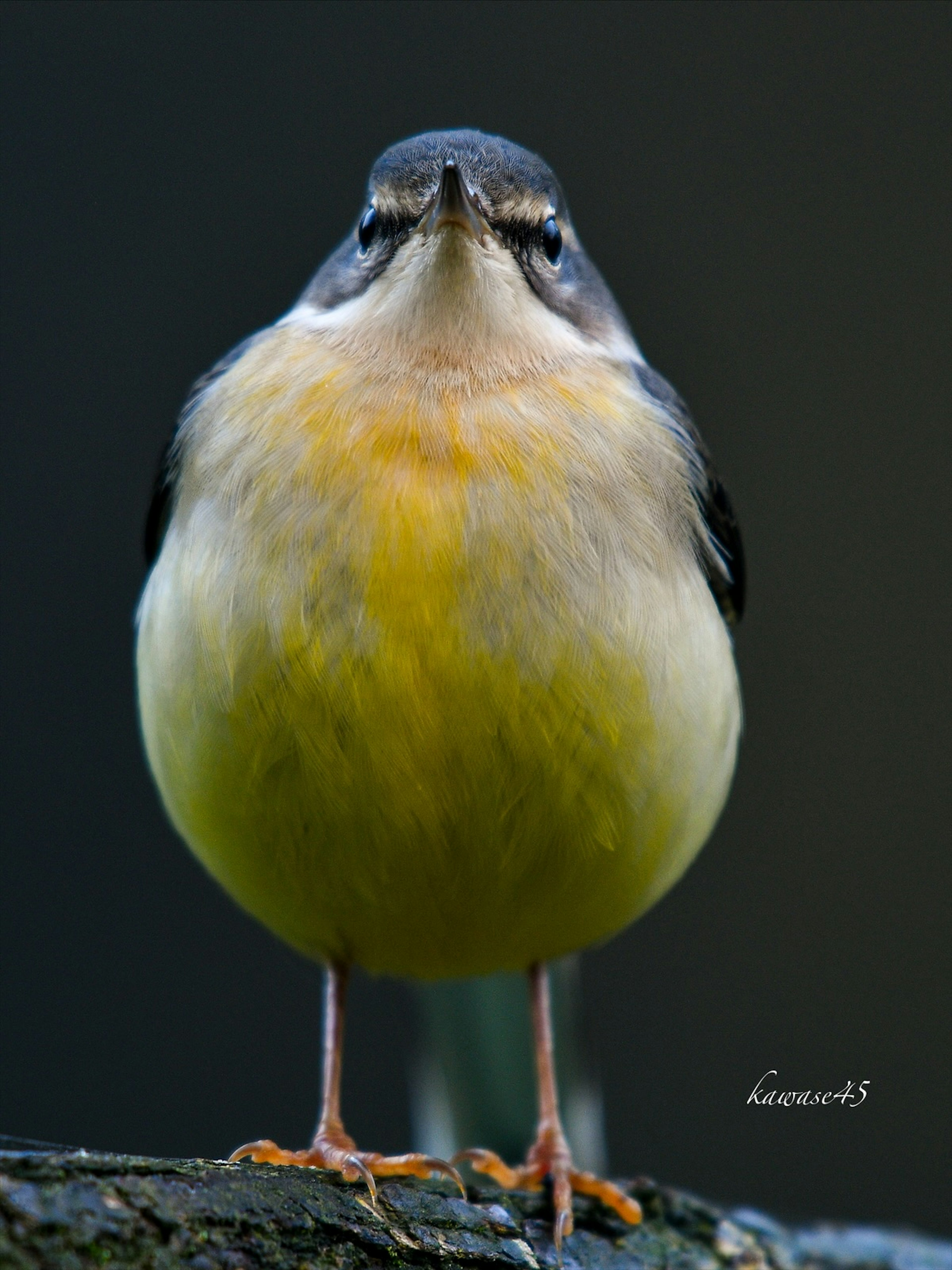 Small bird with a yellow chest facing forward