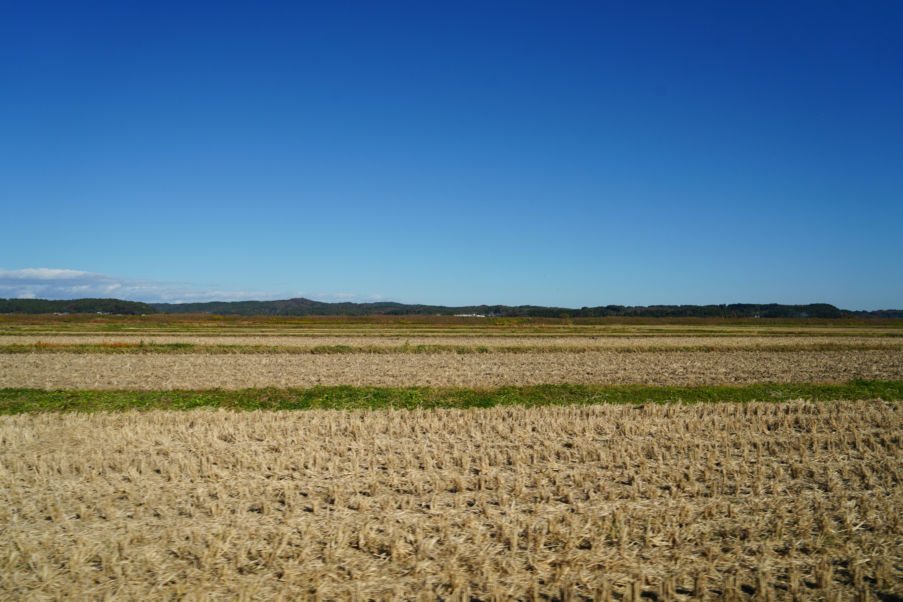 Ein Landschaftsbild mit klarem blauen Himmel und geernteten Reisfeldern mit Strohresten