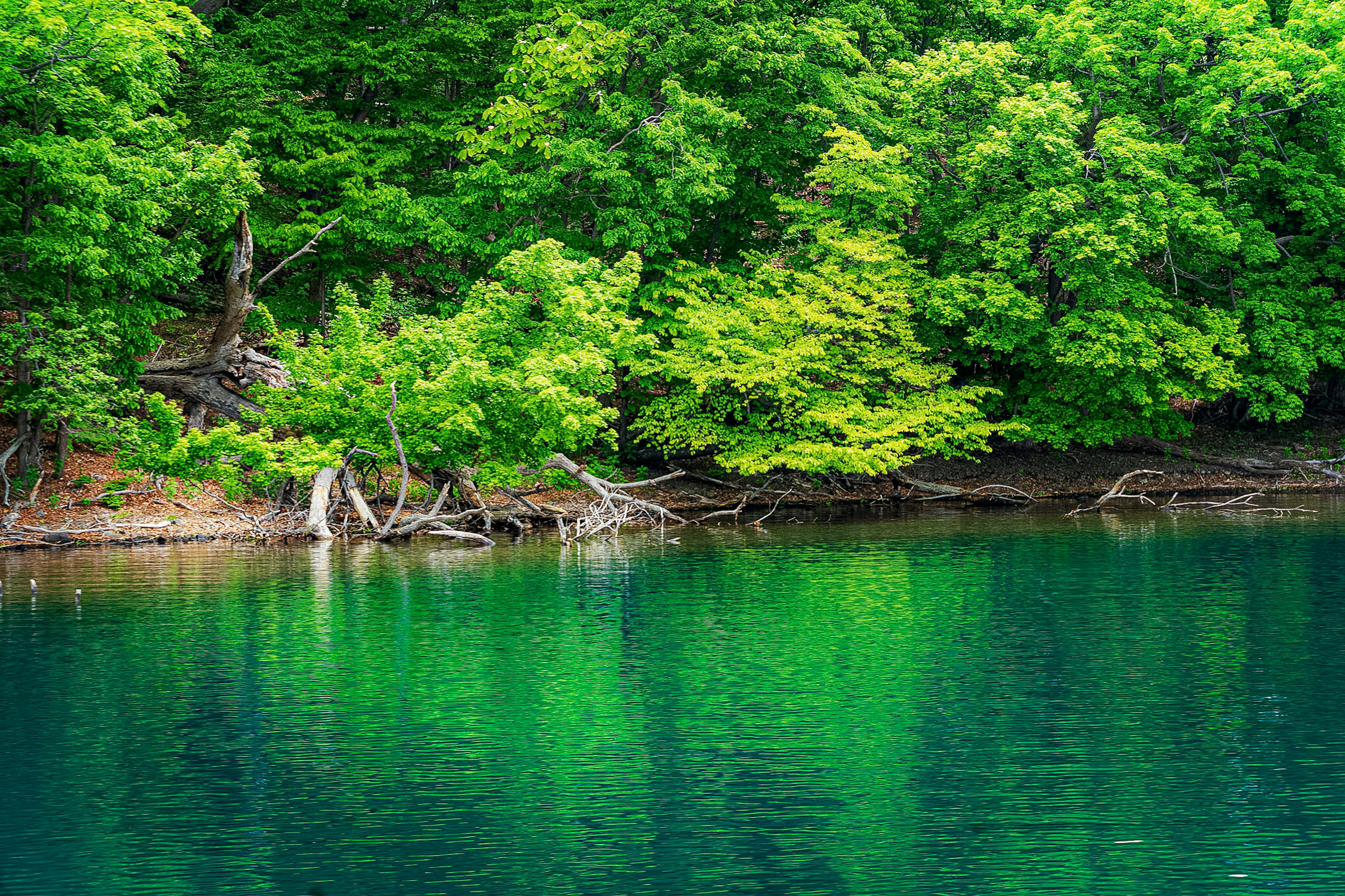 緑豊かな木々が反射する静かな湖の風景