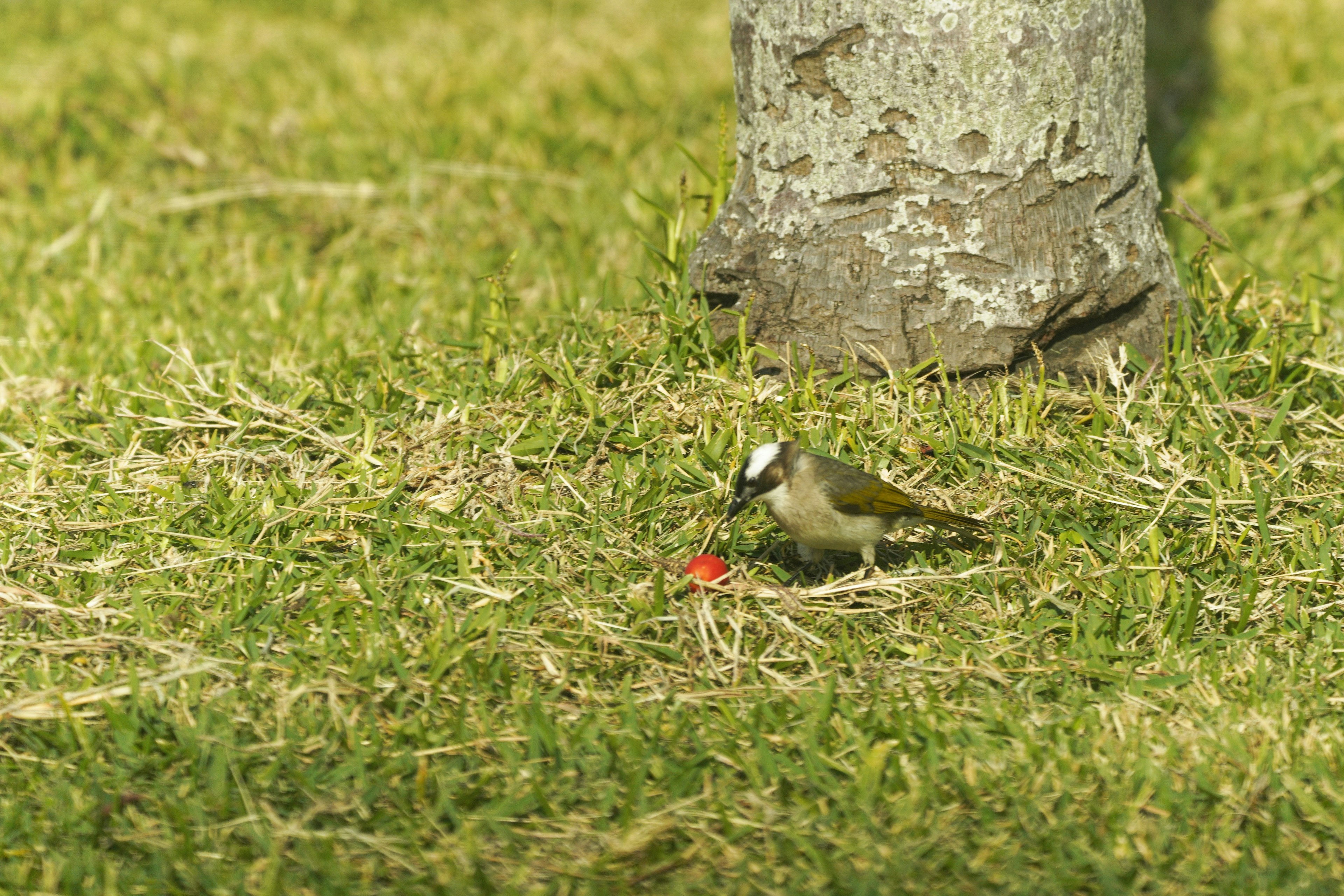 地面にいる小さな鳥とその近くの木