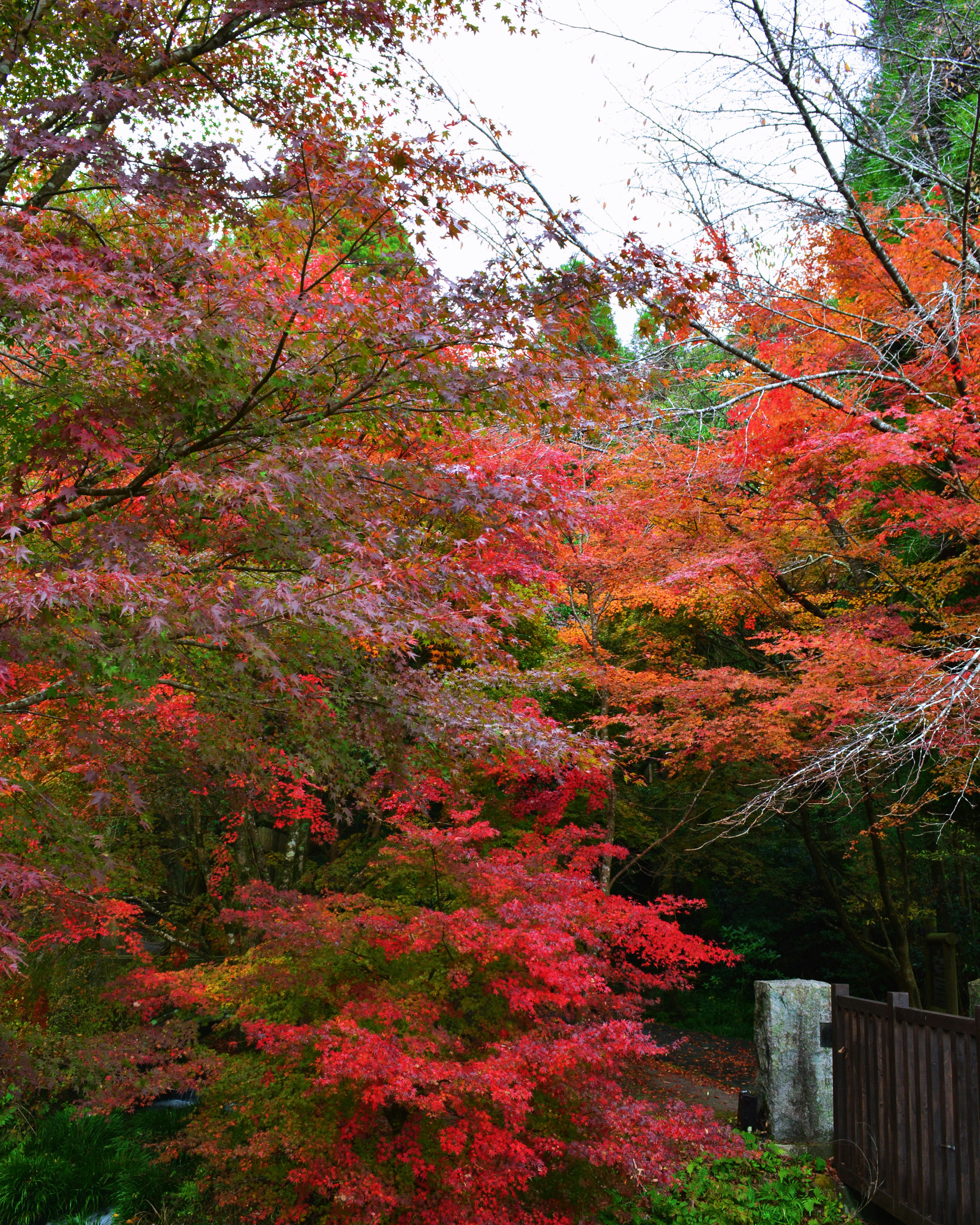 Vue pittoresque de feuillage d'automne feuilles rouges et oranges vibrantes