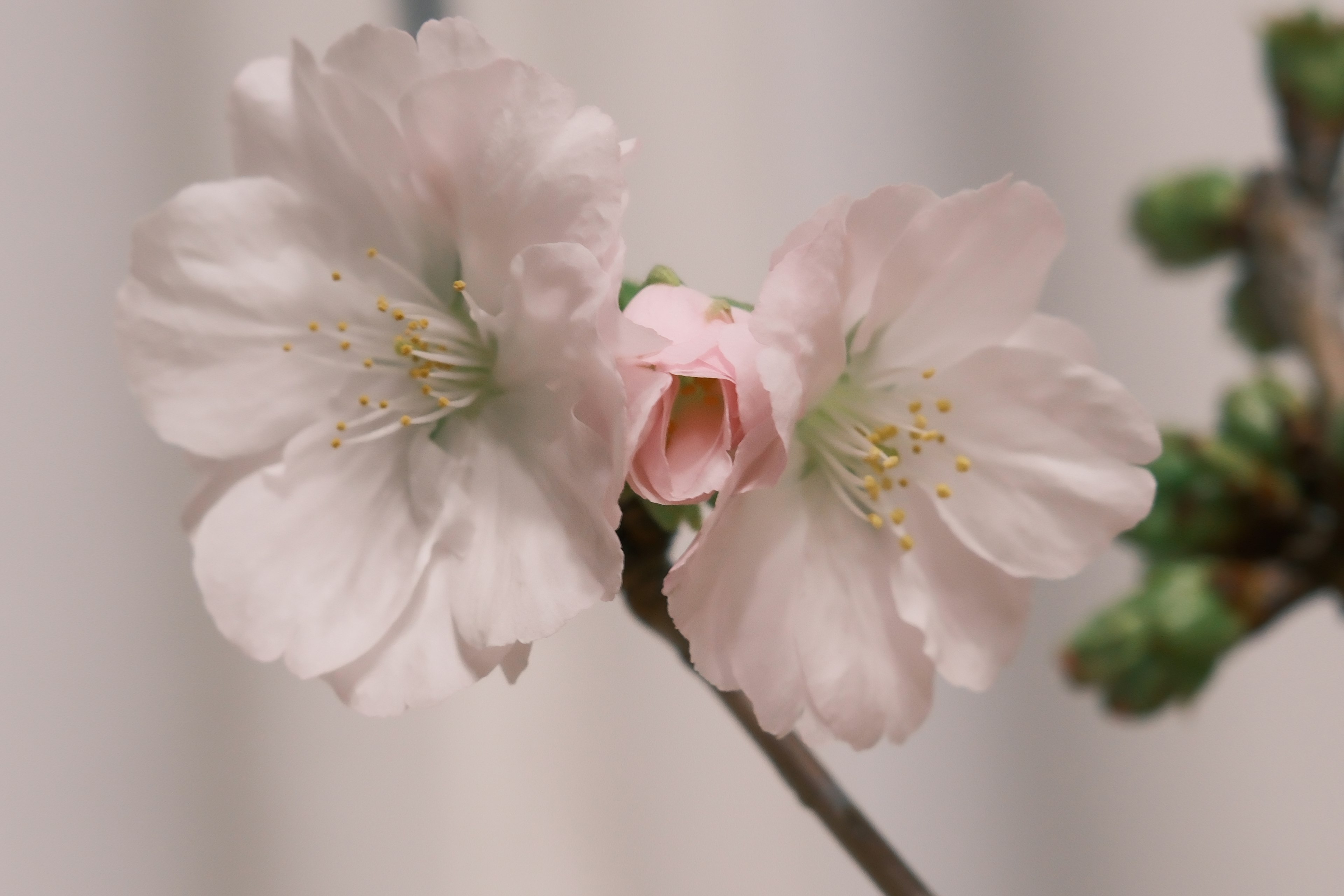 桜の花が咲いている枝のクローズアップピンクの花びらと緑の蕾