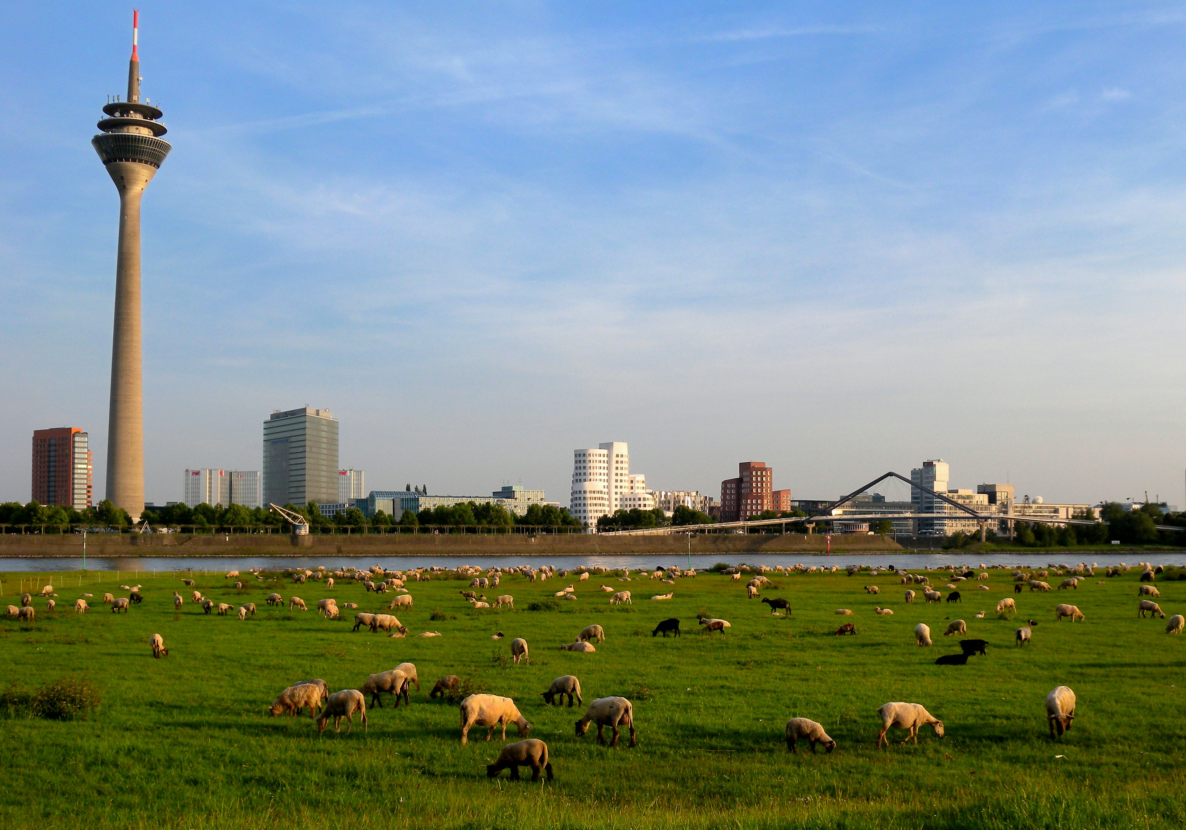 Torre de televisión de Düsseldorf con ovejas pastando en un prado verde