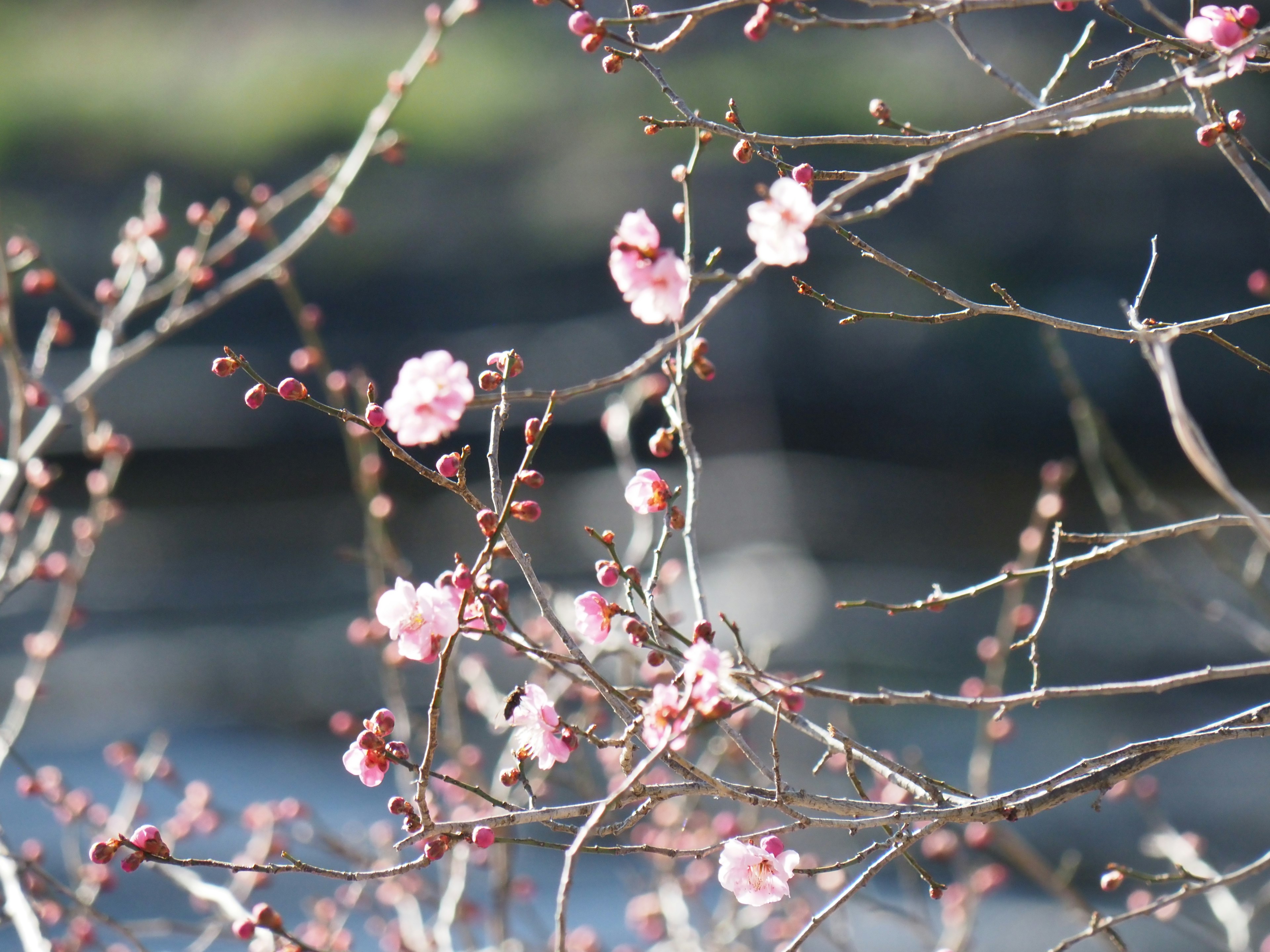 Close-up of plum blossoms on branches