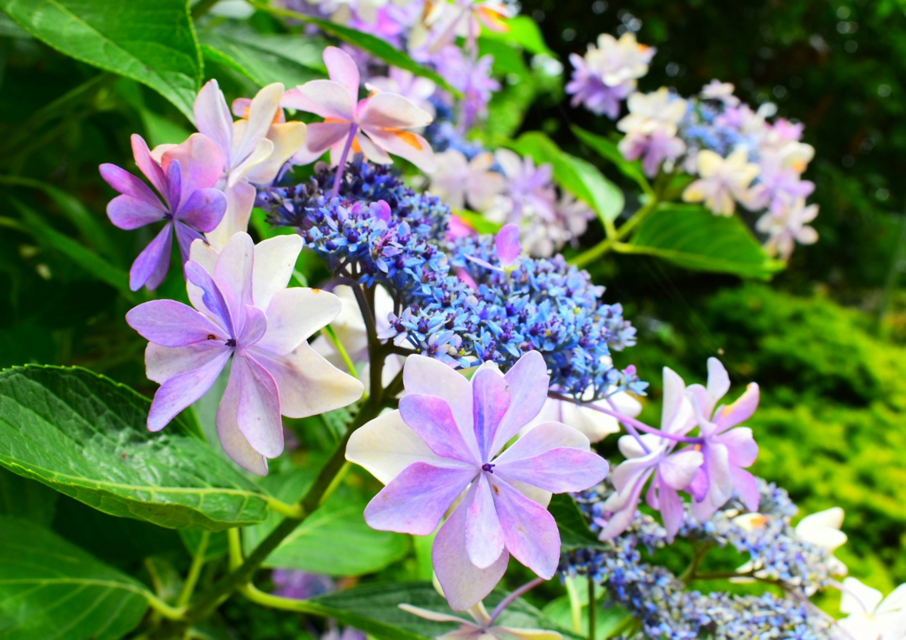 Acercamiento de hortensias con flores moradas y azules