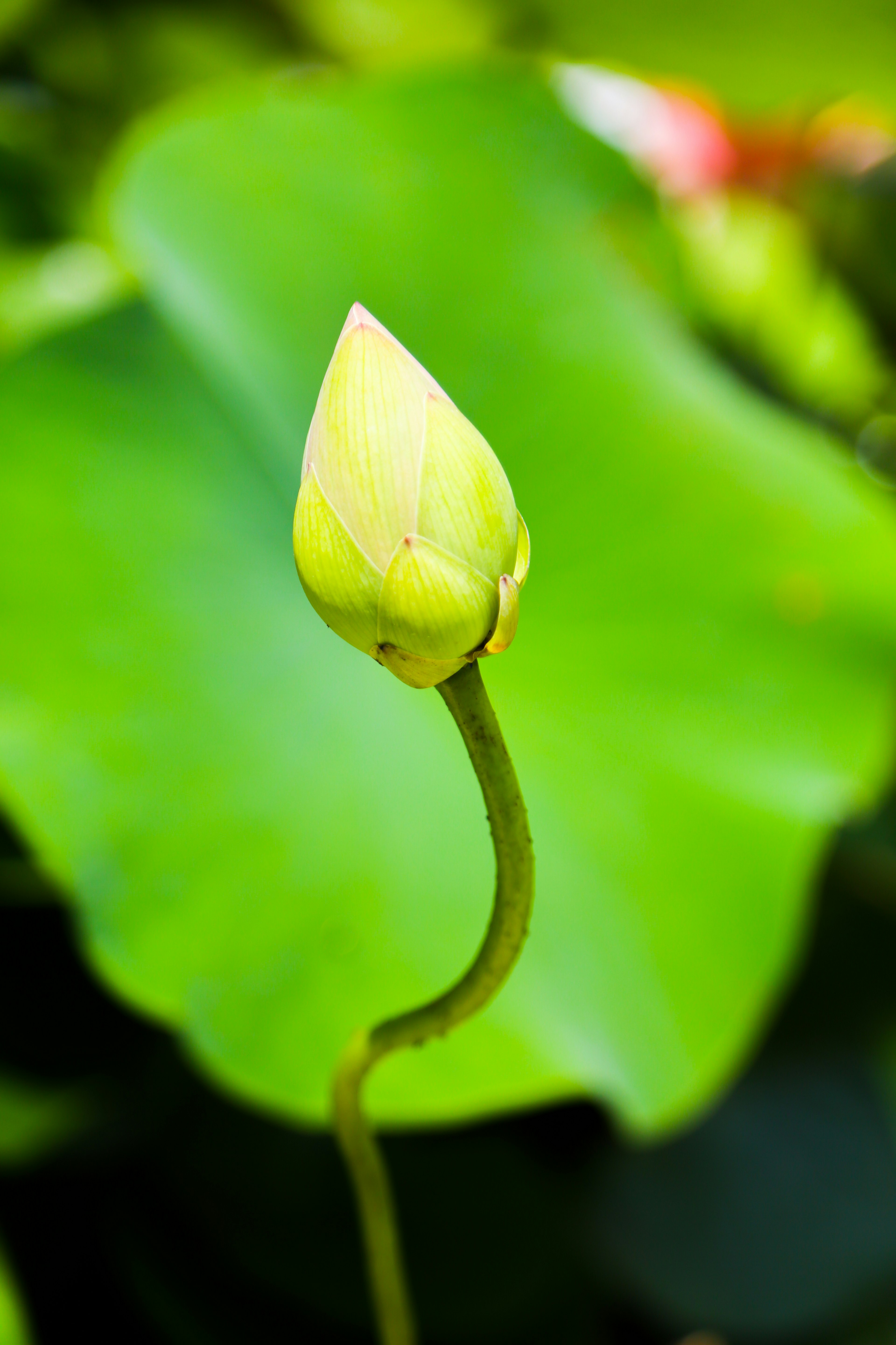 Close-up of a lotus bud on a green leaf