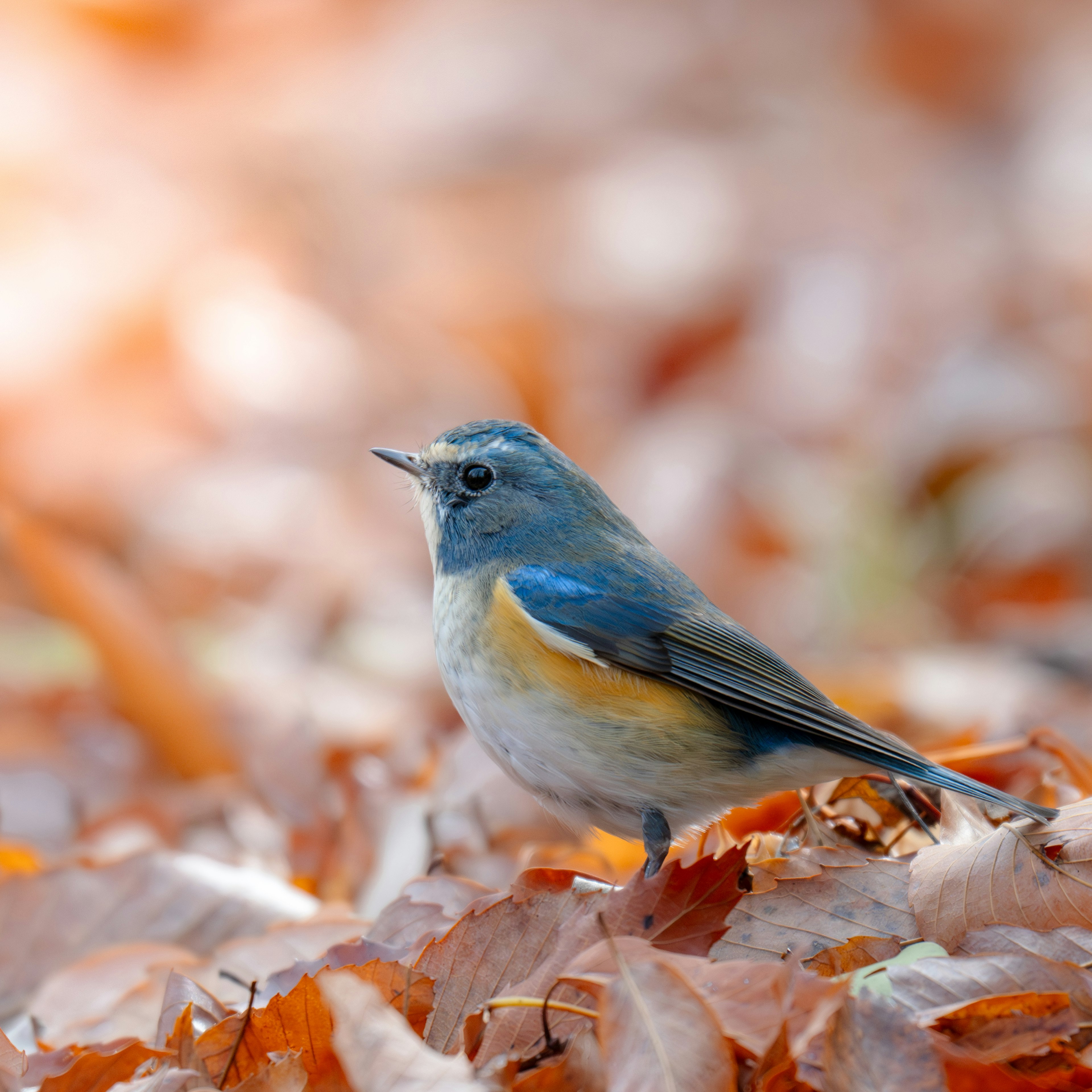 Seekor burung kecil dengan bulu biru dan perut oranye berdiri di atas daun yang jatuh