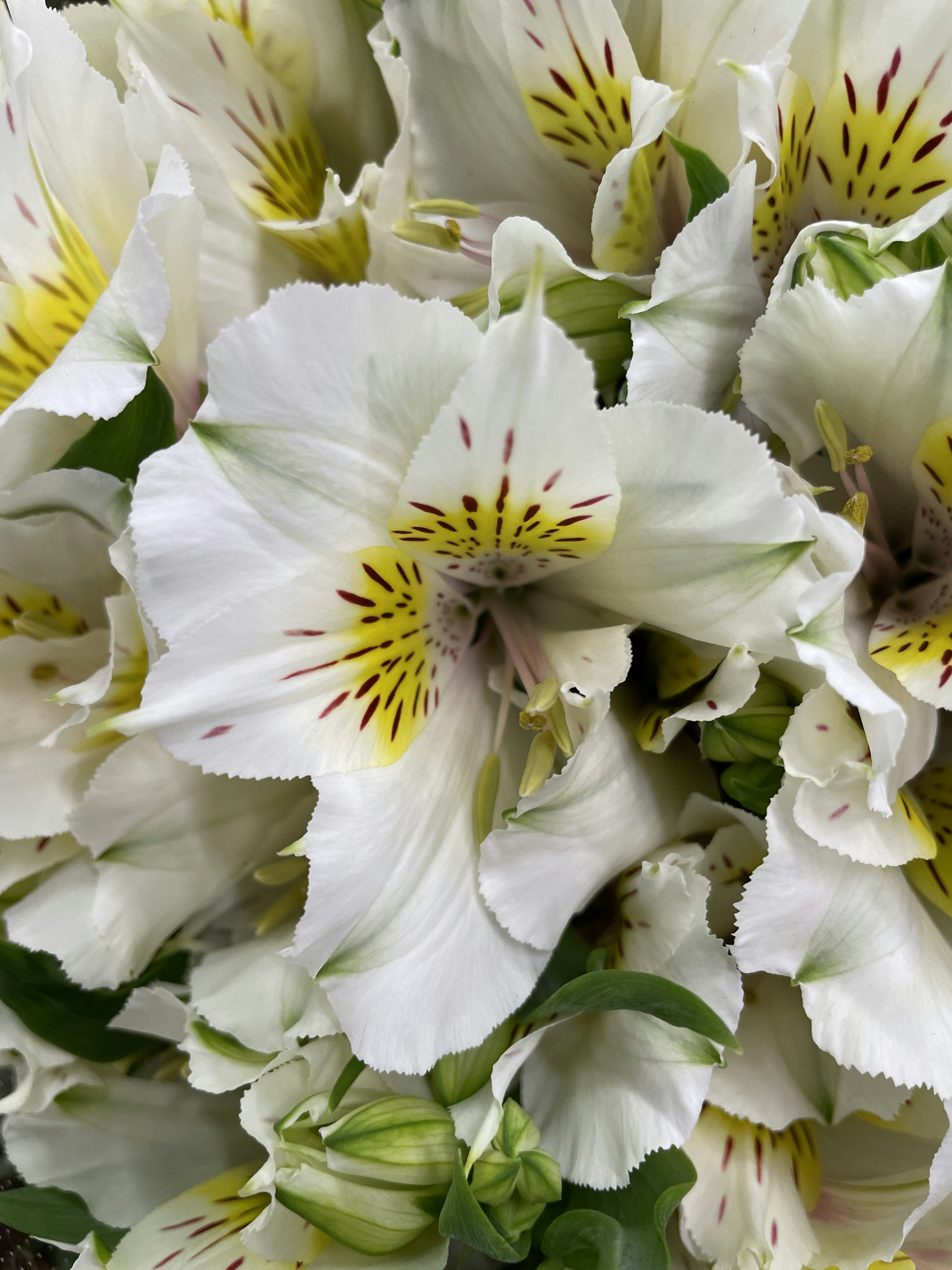 Ein Strauß weißer Alstroemeria-Blumen mit gelben Mustern