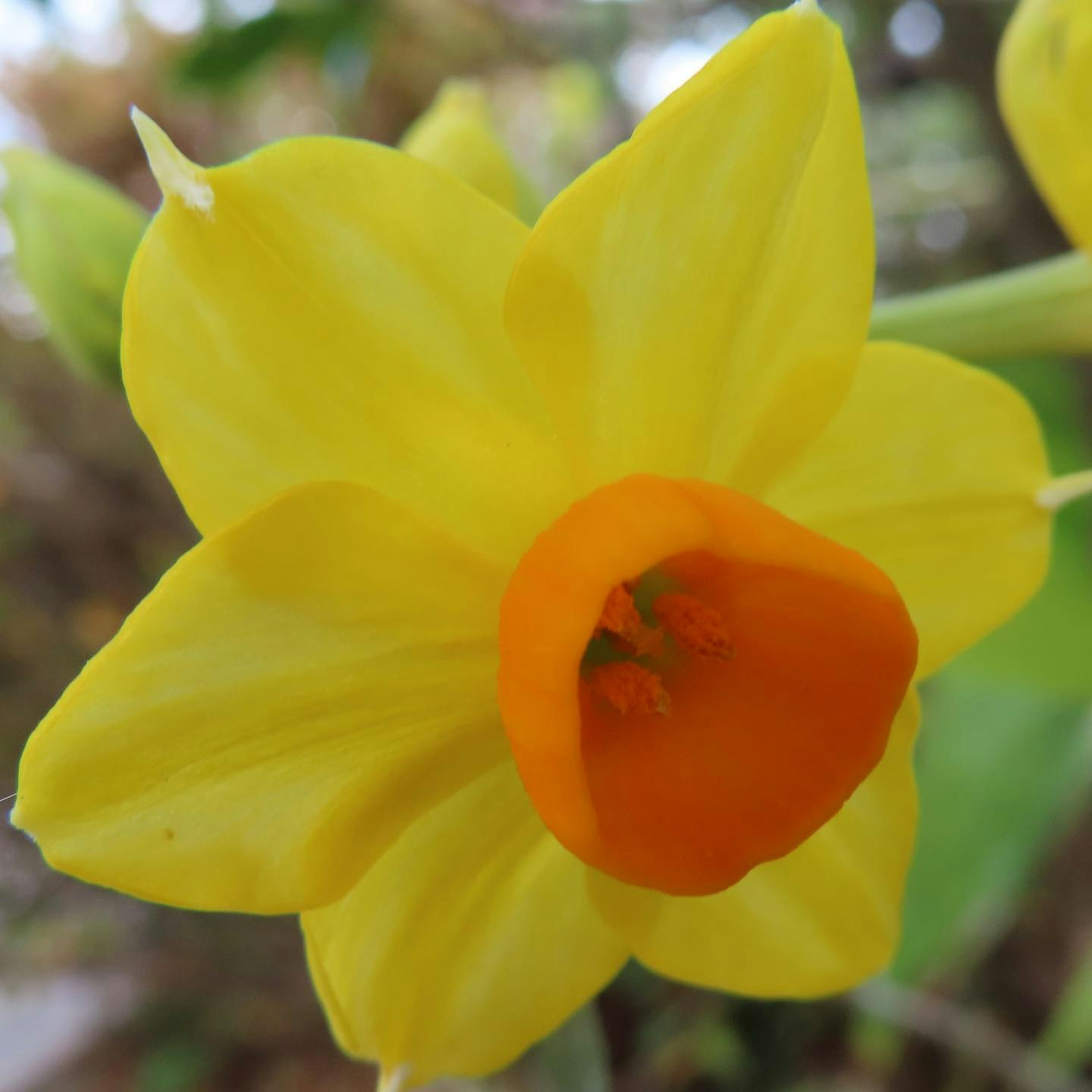 Fleur jaune vif avec un centre orange