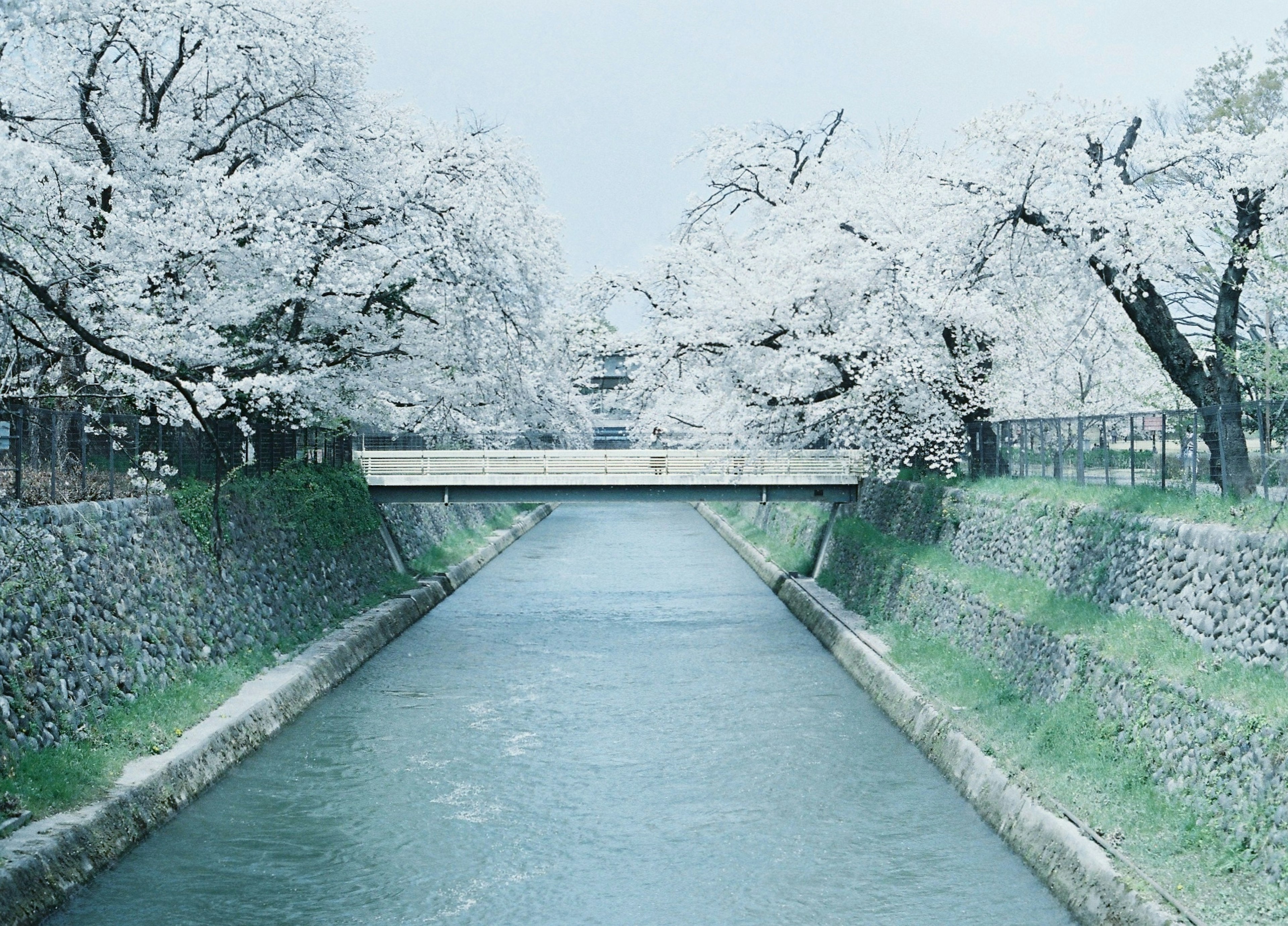 桜の木が咲く川の風景 橋がかかっている