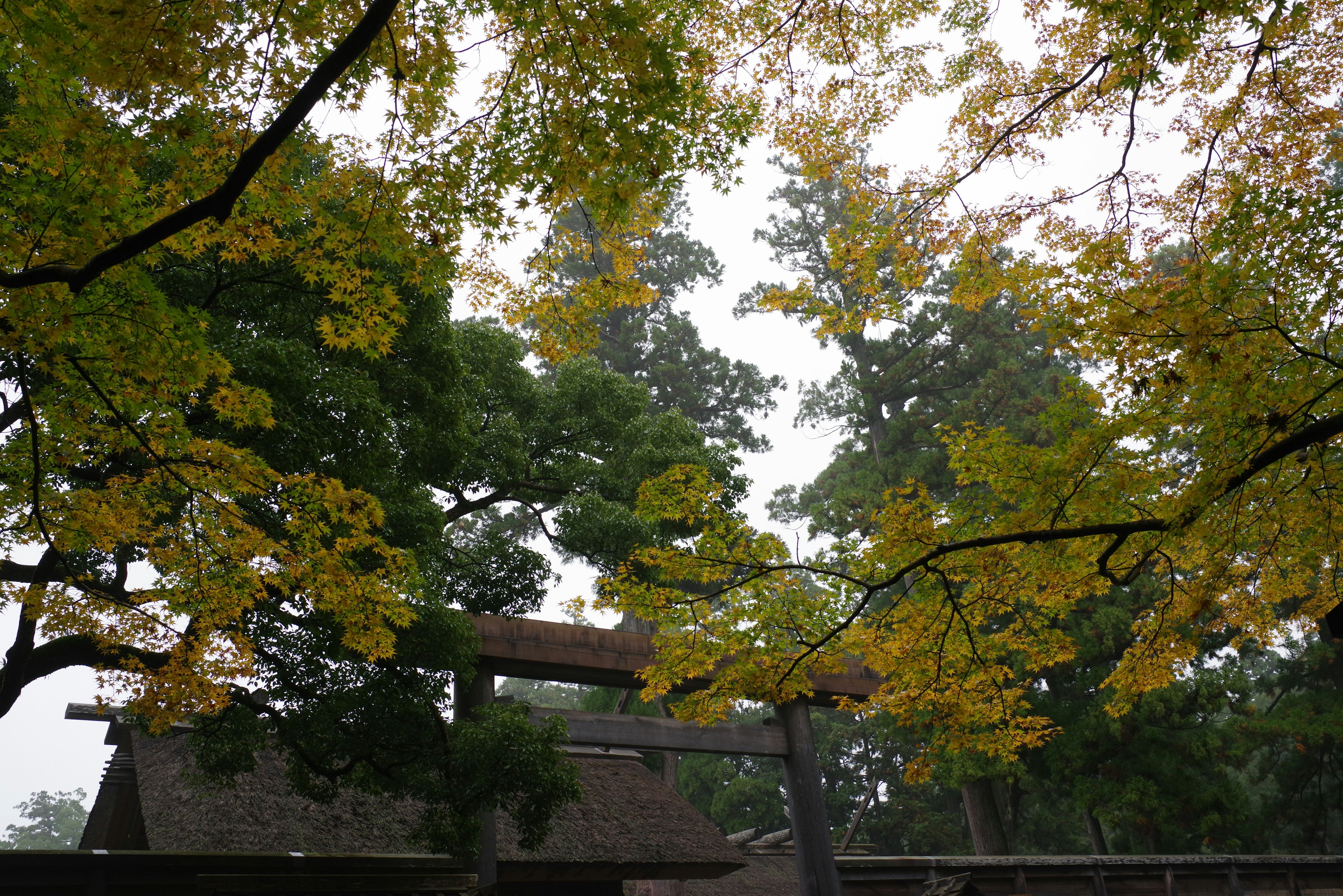 Malersicher Blick auf einen Torii-Schrein umgeben von herbstlichem Laub und Bäumen