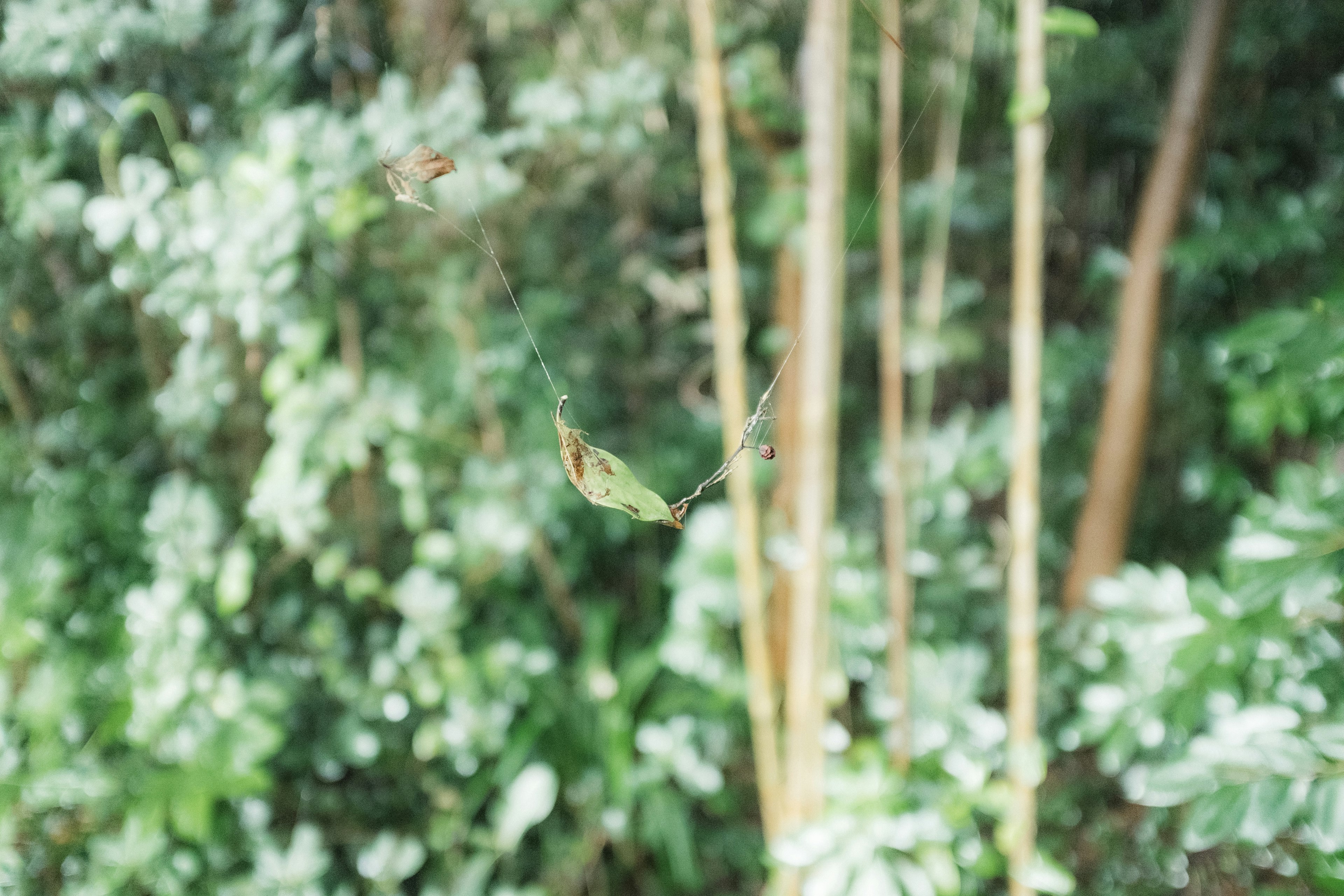 A small bird flying among green leaves in a lush environment