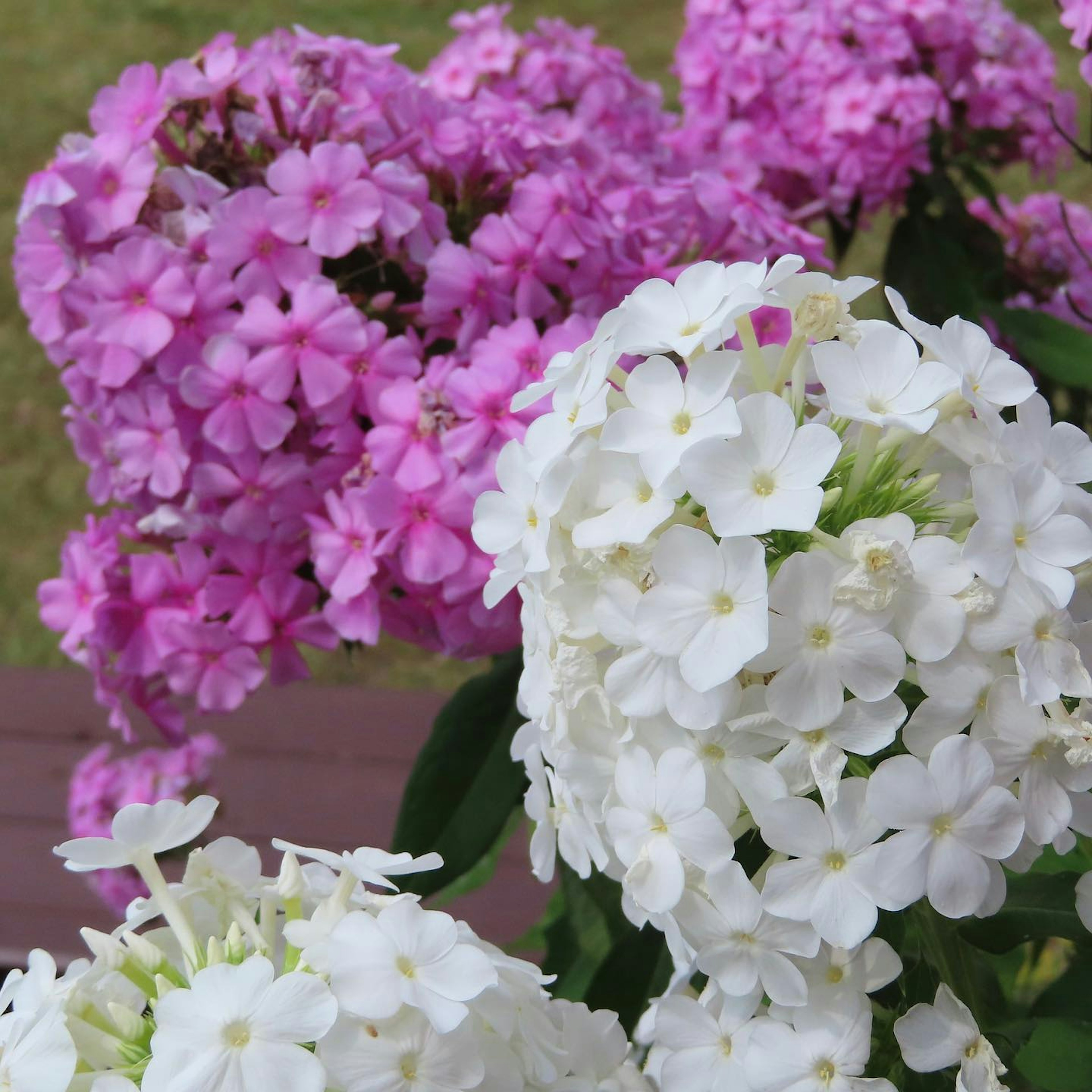 白とピンクの花が咲いている植物のクローズアップ