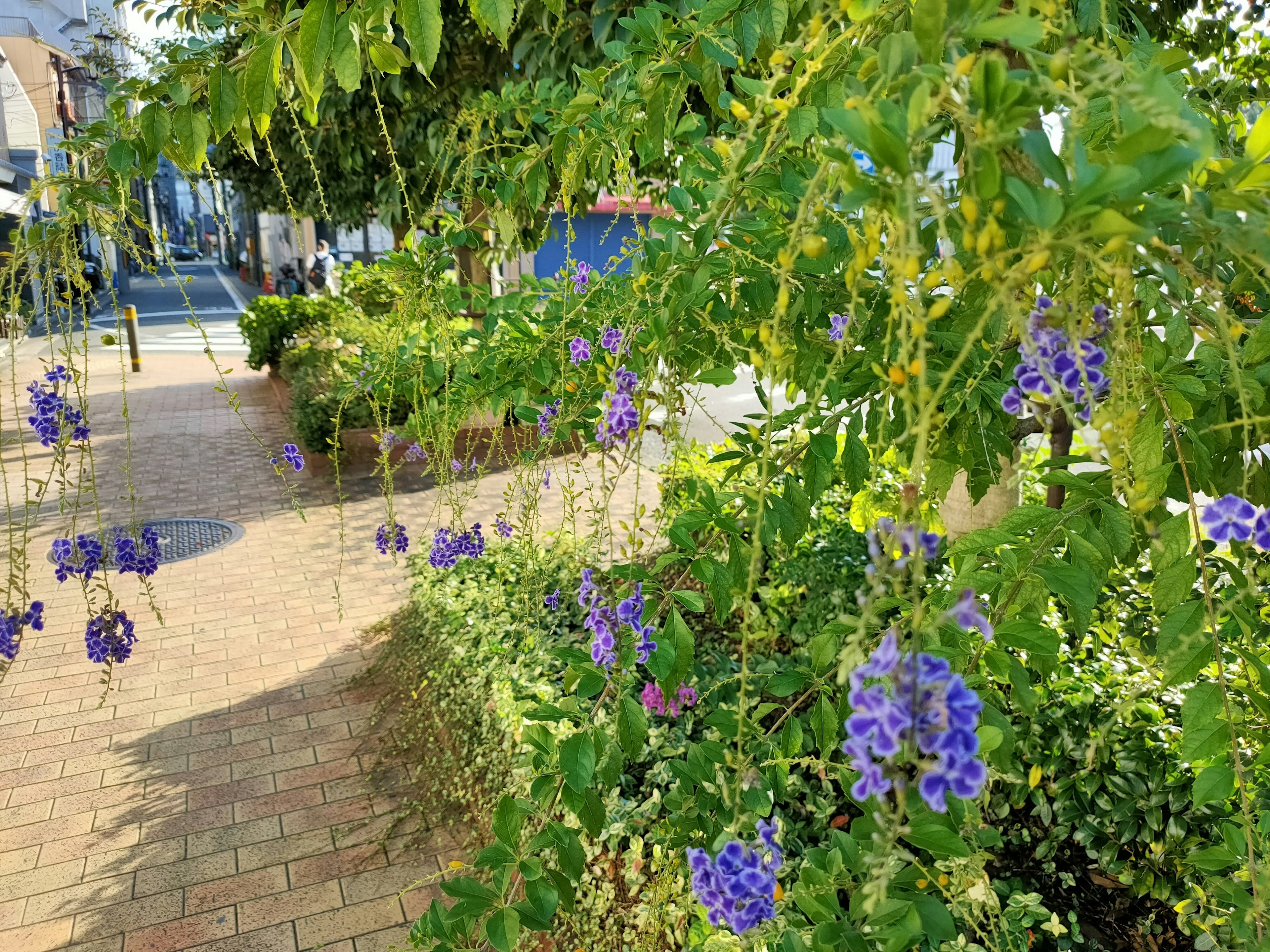 紫色の花が咲く緑の木の枝が歩道に垂れ下がる風景