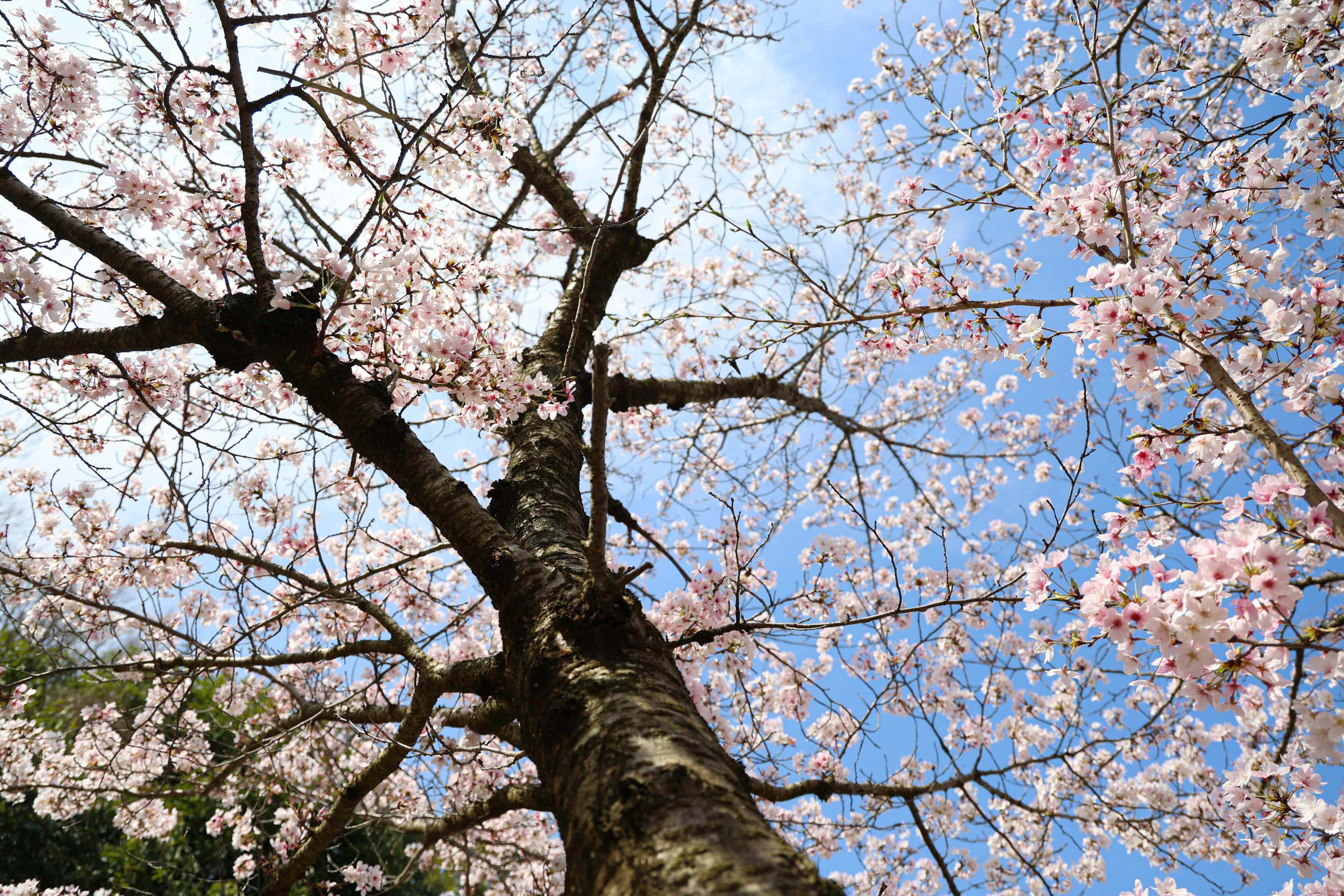 Pemandangan dari bawah pohon sakura yang mekar di latar belakang langit biru