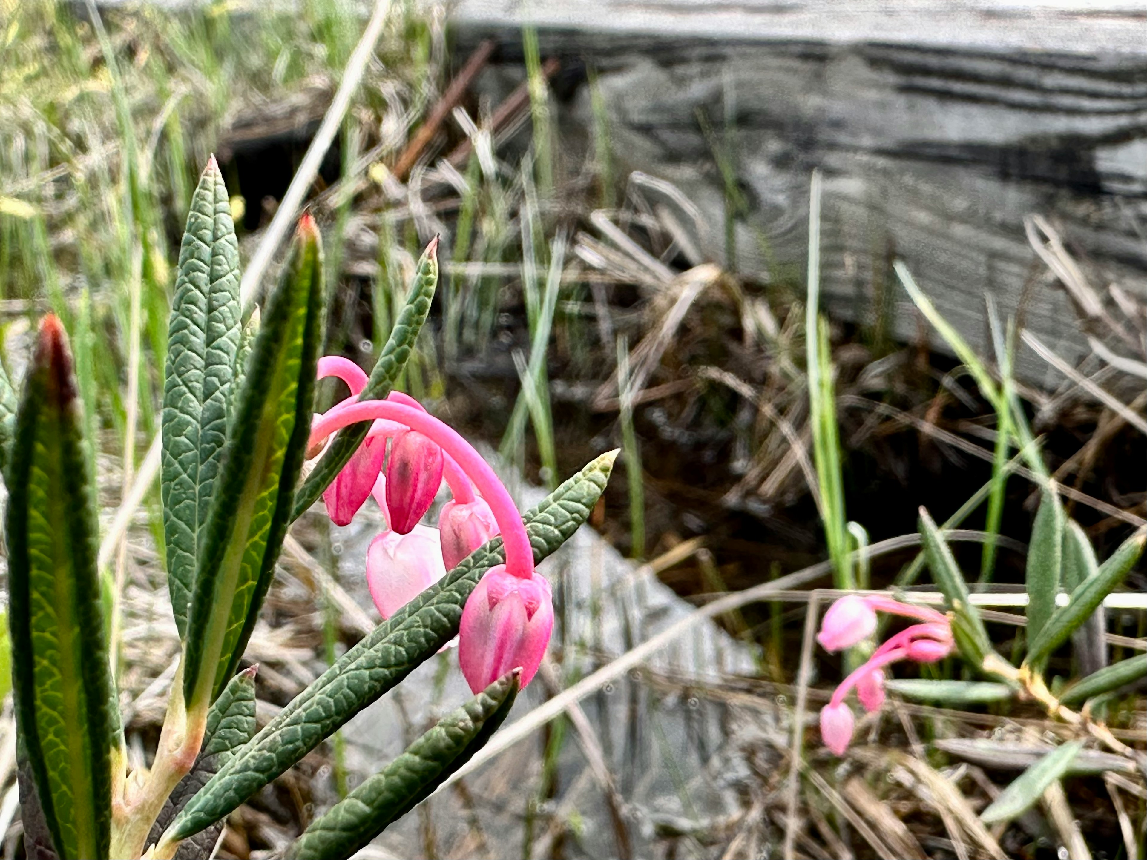 ピンクの花が咲いている植物と木の板の近くの湿った環境