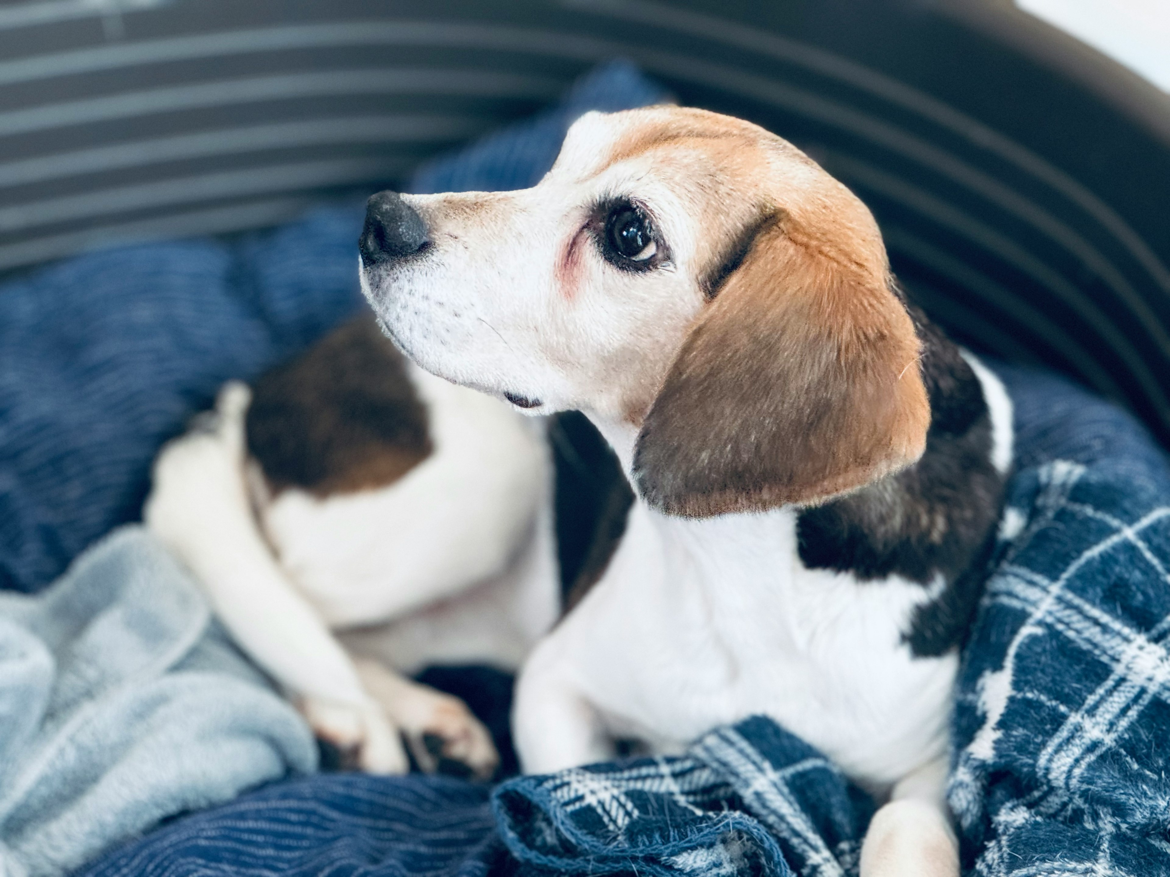 Un cane Beagle beige e nero sdraiato su una coperta con un'espressione calma che guarda di lato