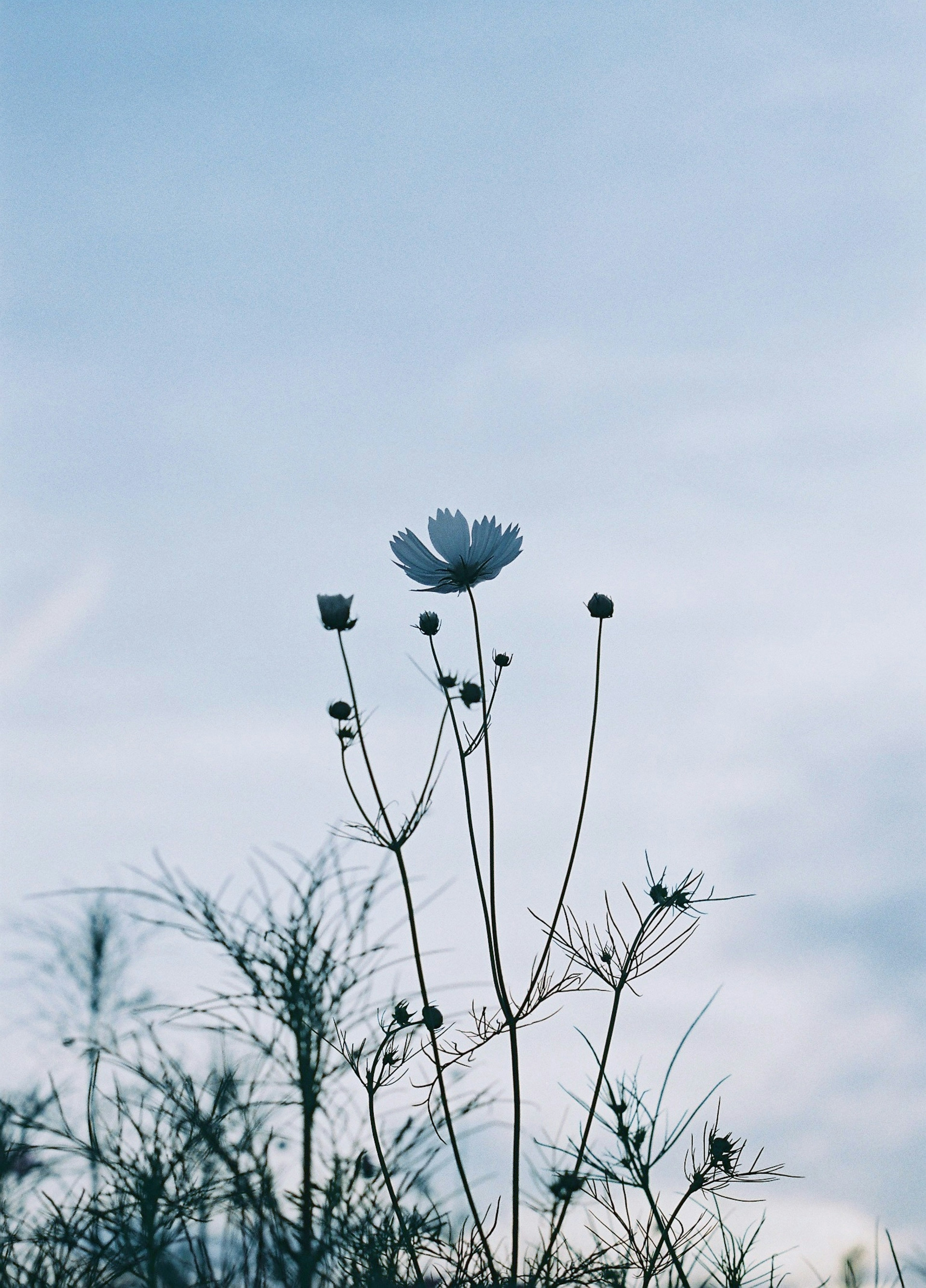 Weiße Blume vor blauem Himmel mit getrockneten Pflanzen