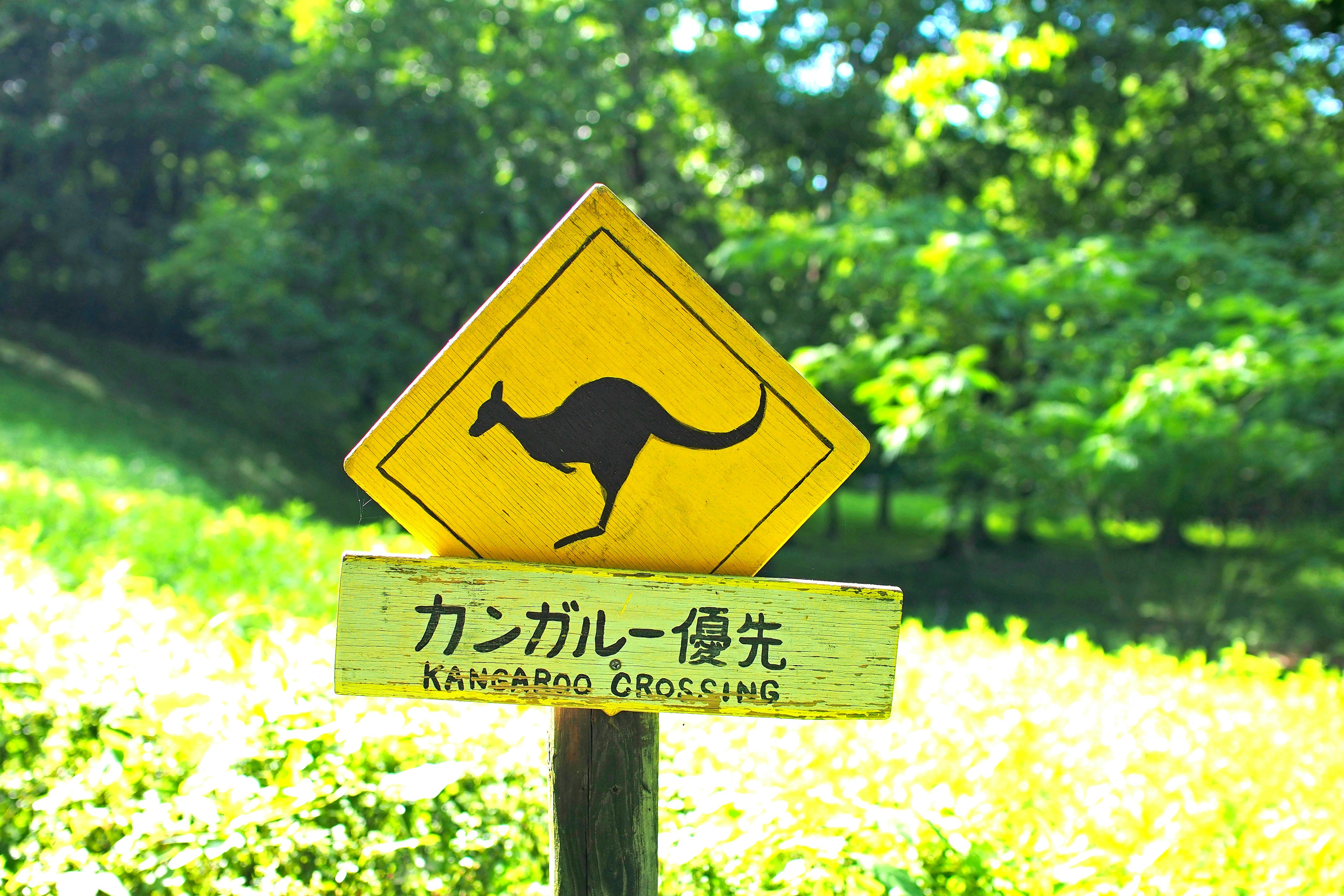 Kangaroo crossing sign against a green background