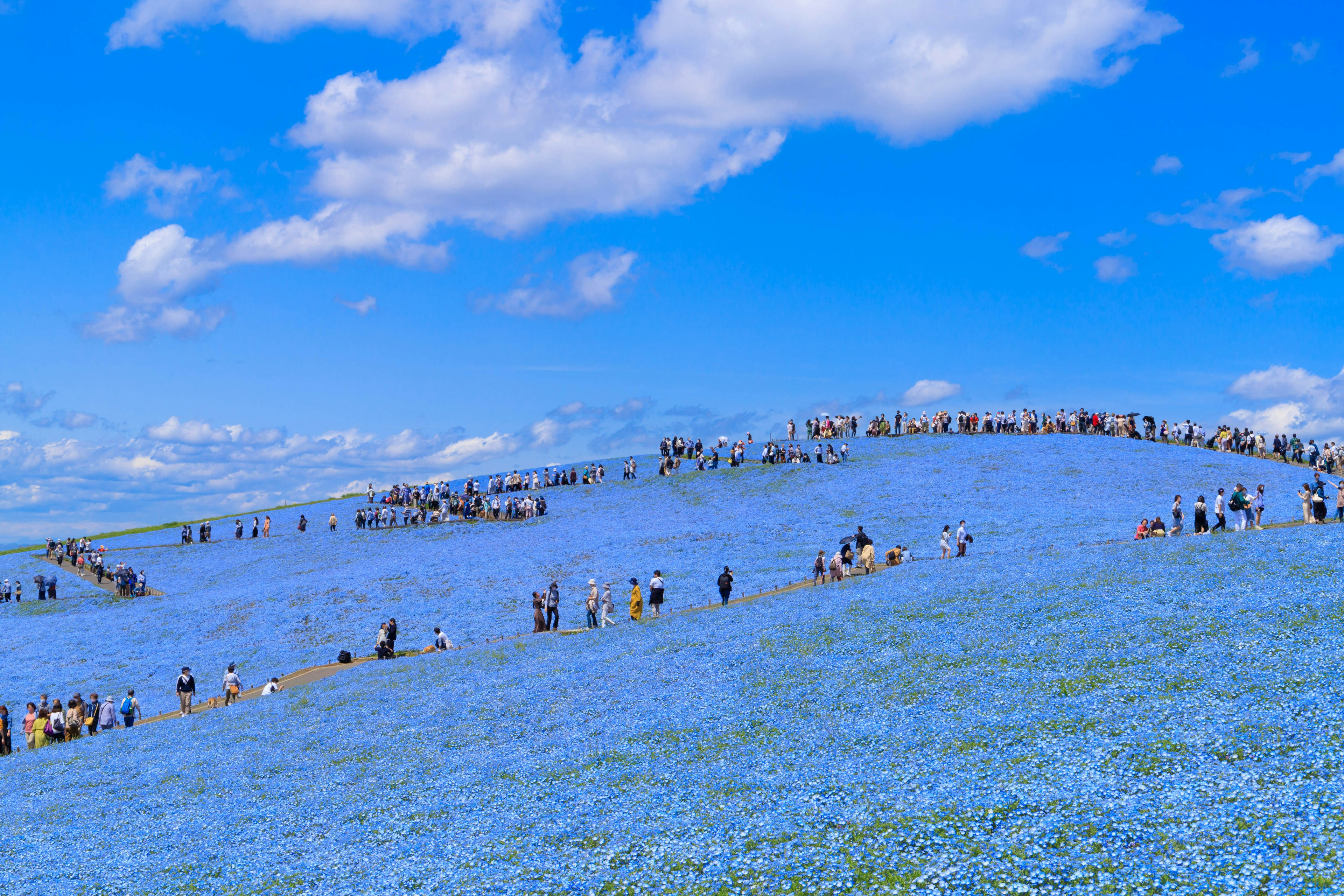 Touristes sur une colline recouverte de fleurs bleues sous un ciel lumineux