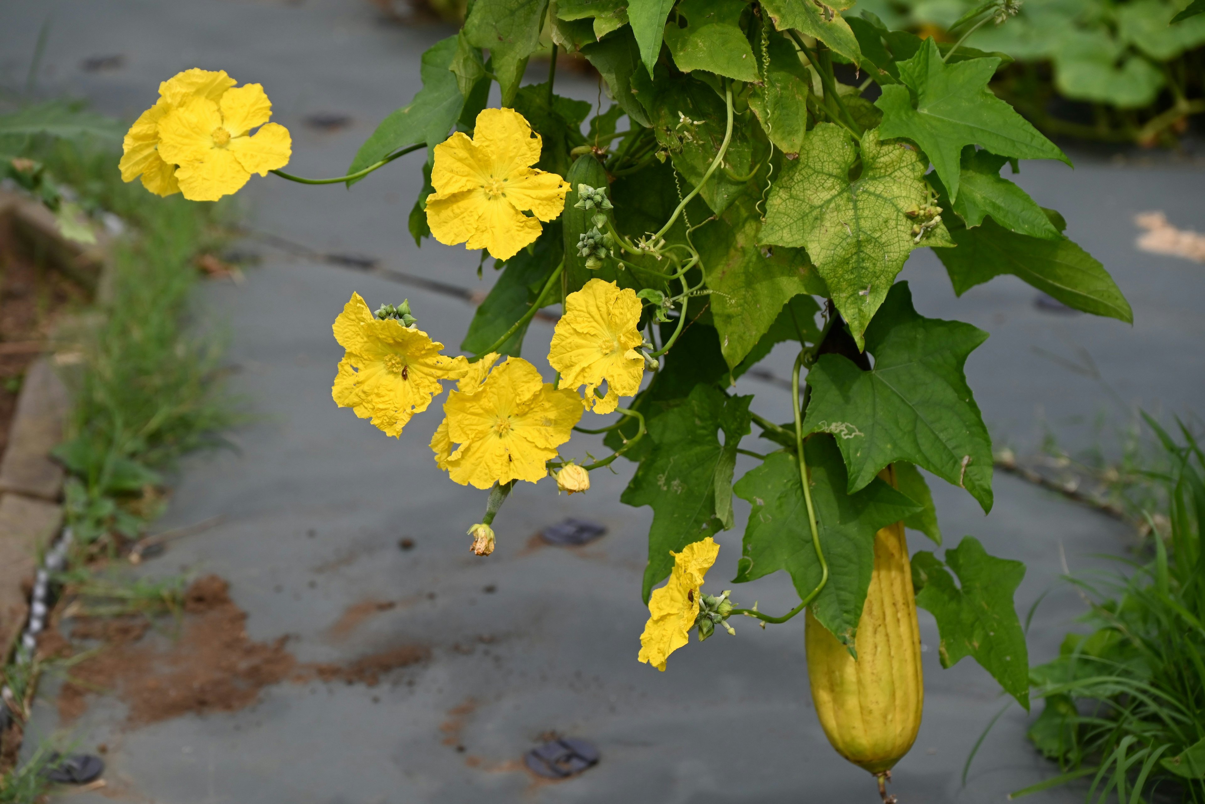 Planta con flores amarillas y hojas verdes con una fruta debajo