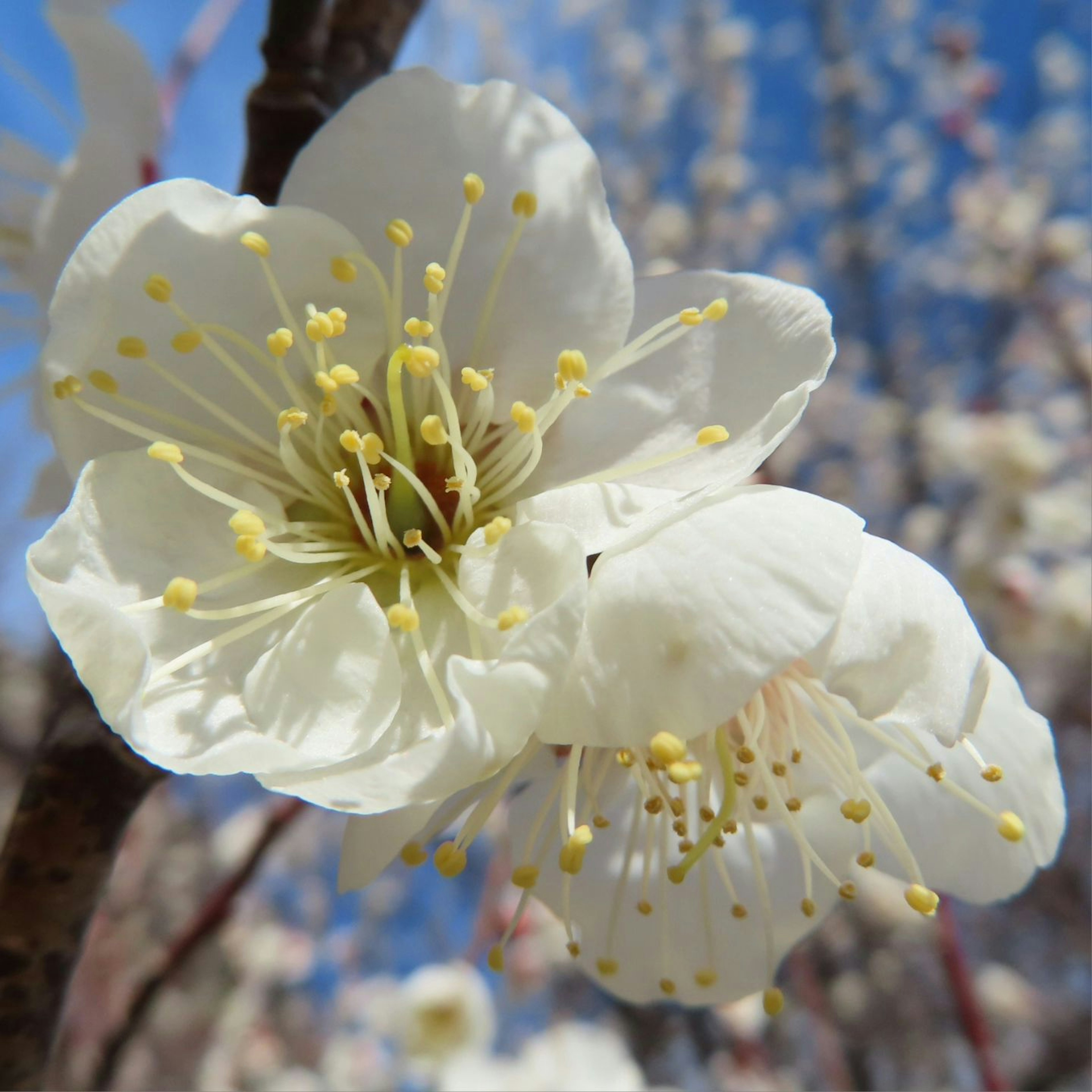 白い花びらの桜の花のクローズアップ青空の背景