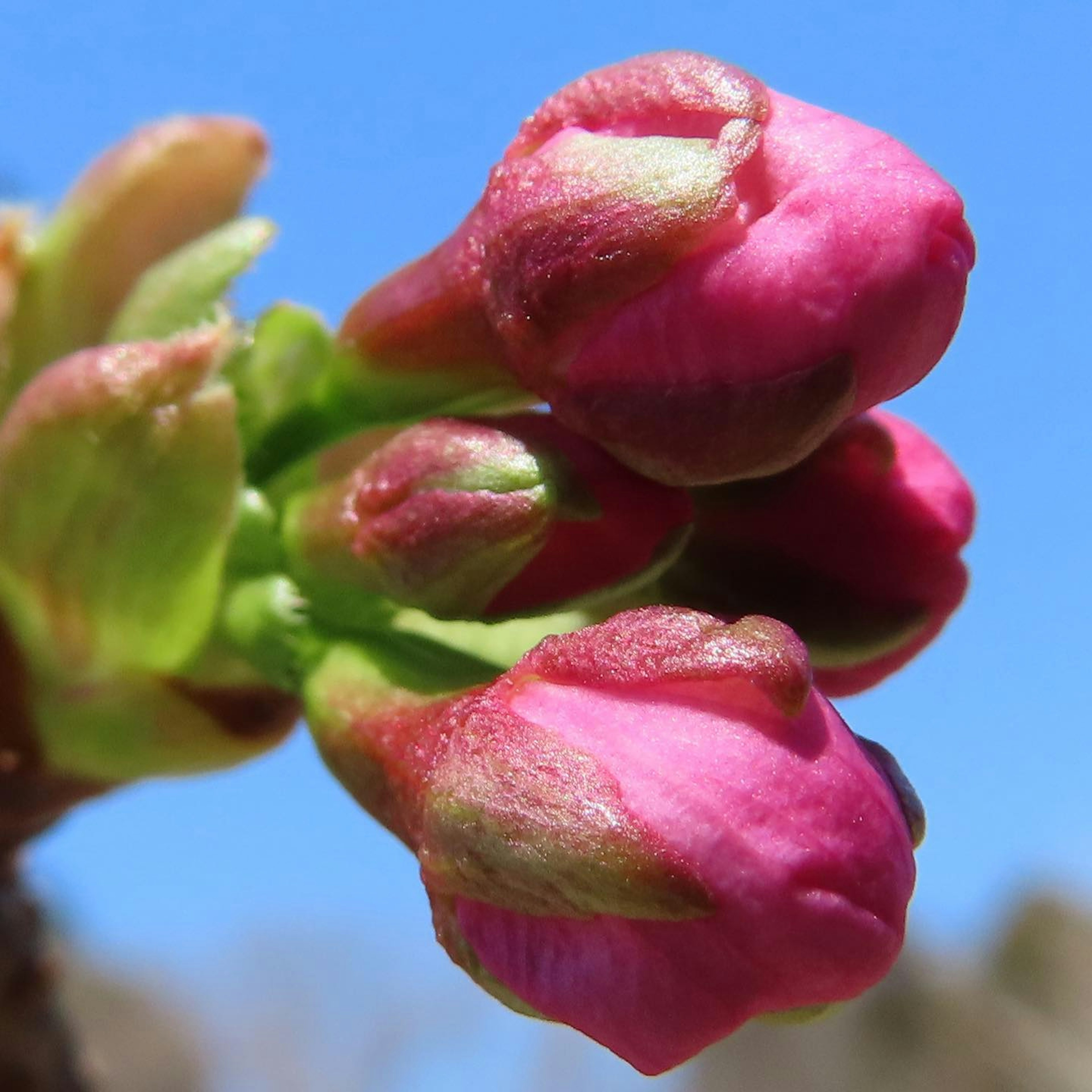 Rosa Blütenknospen vor einem klaren blauen Himmel