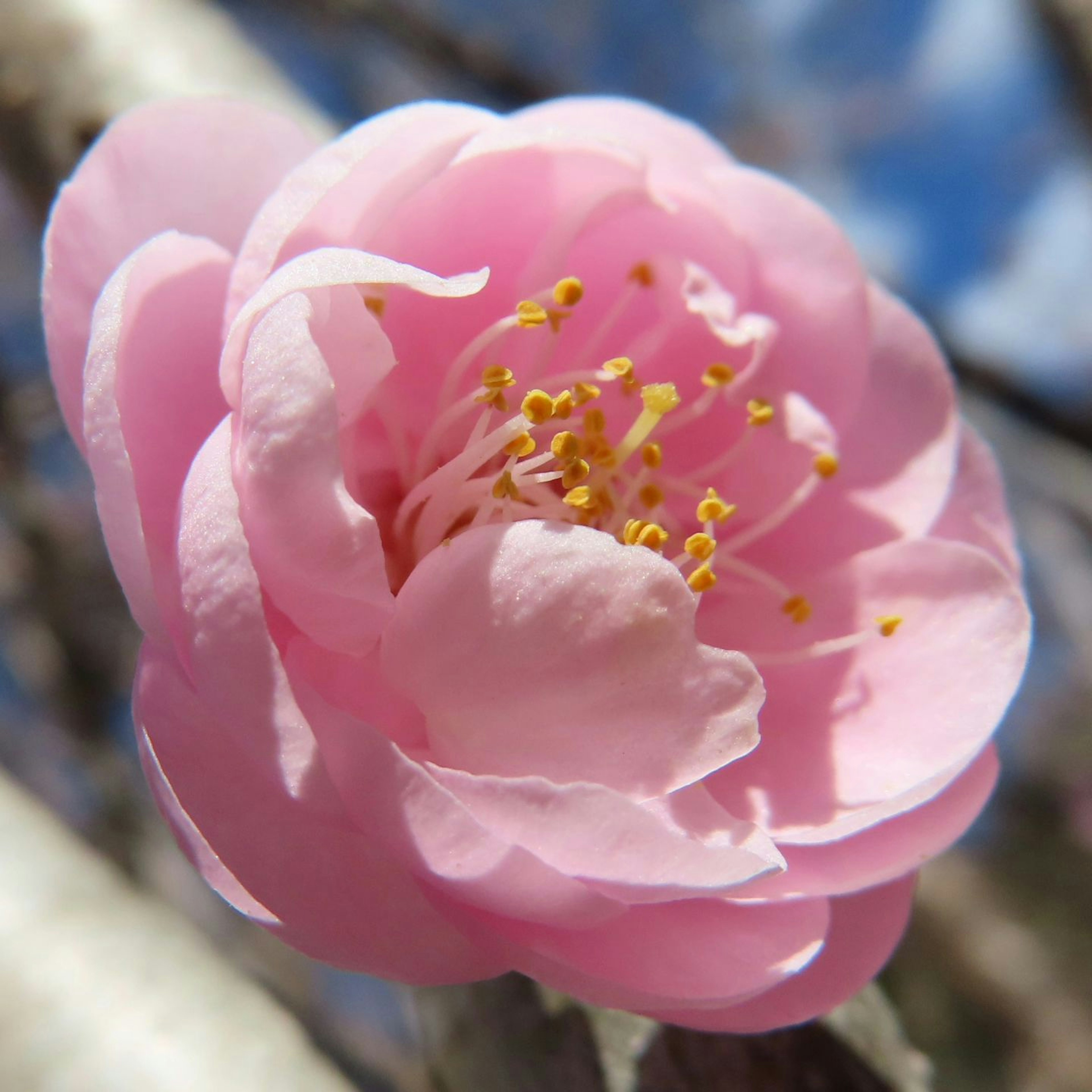 Una hermosa flor rosa en plena floración