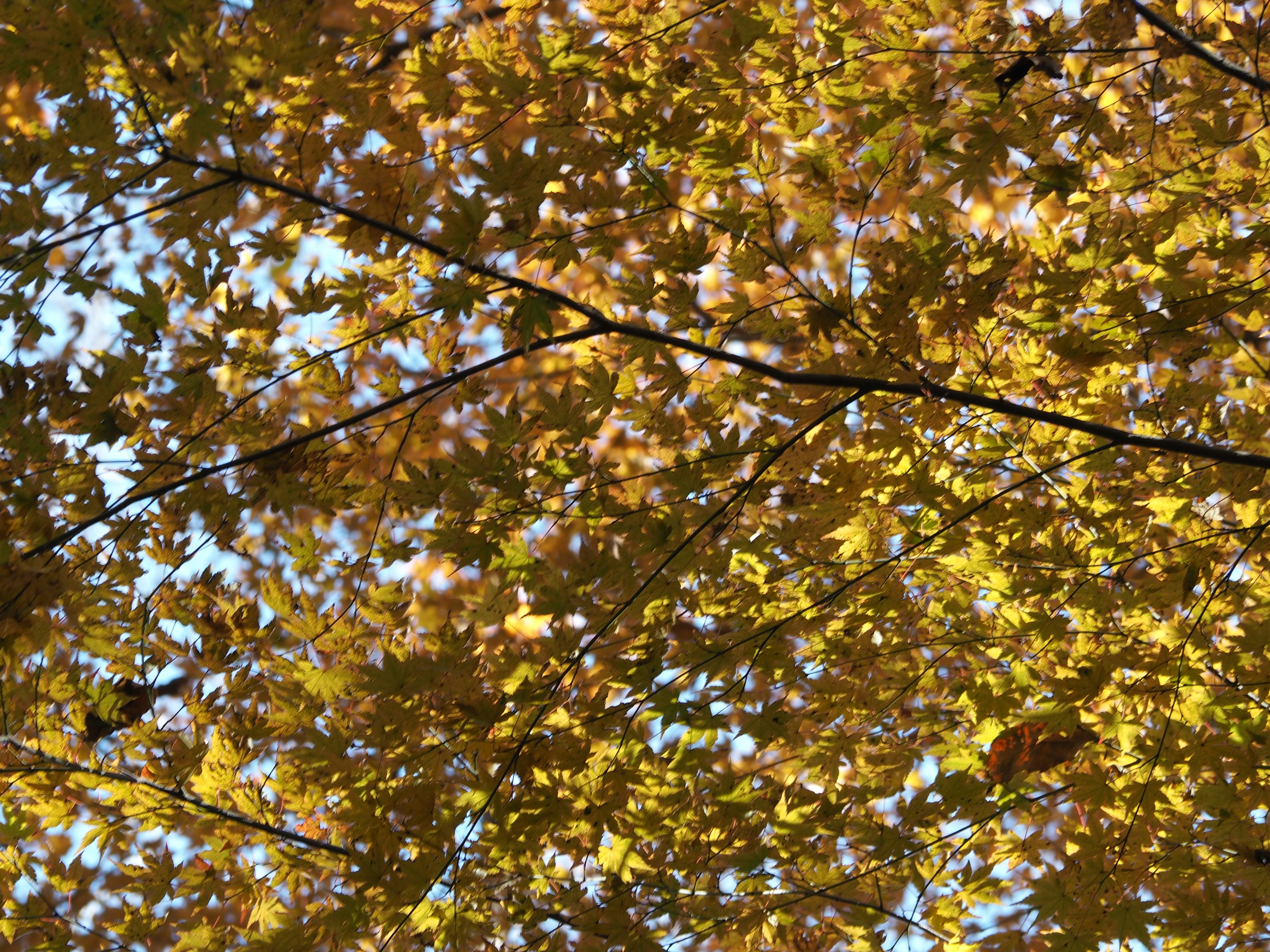 Una vista di alberi con foglie arancioni e gialle vibranti