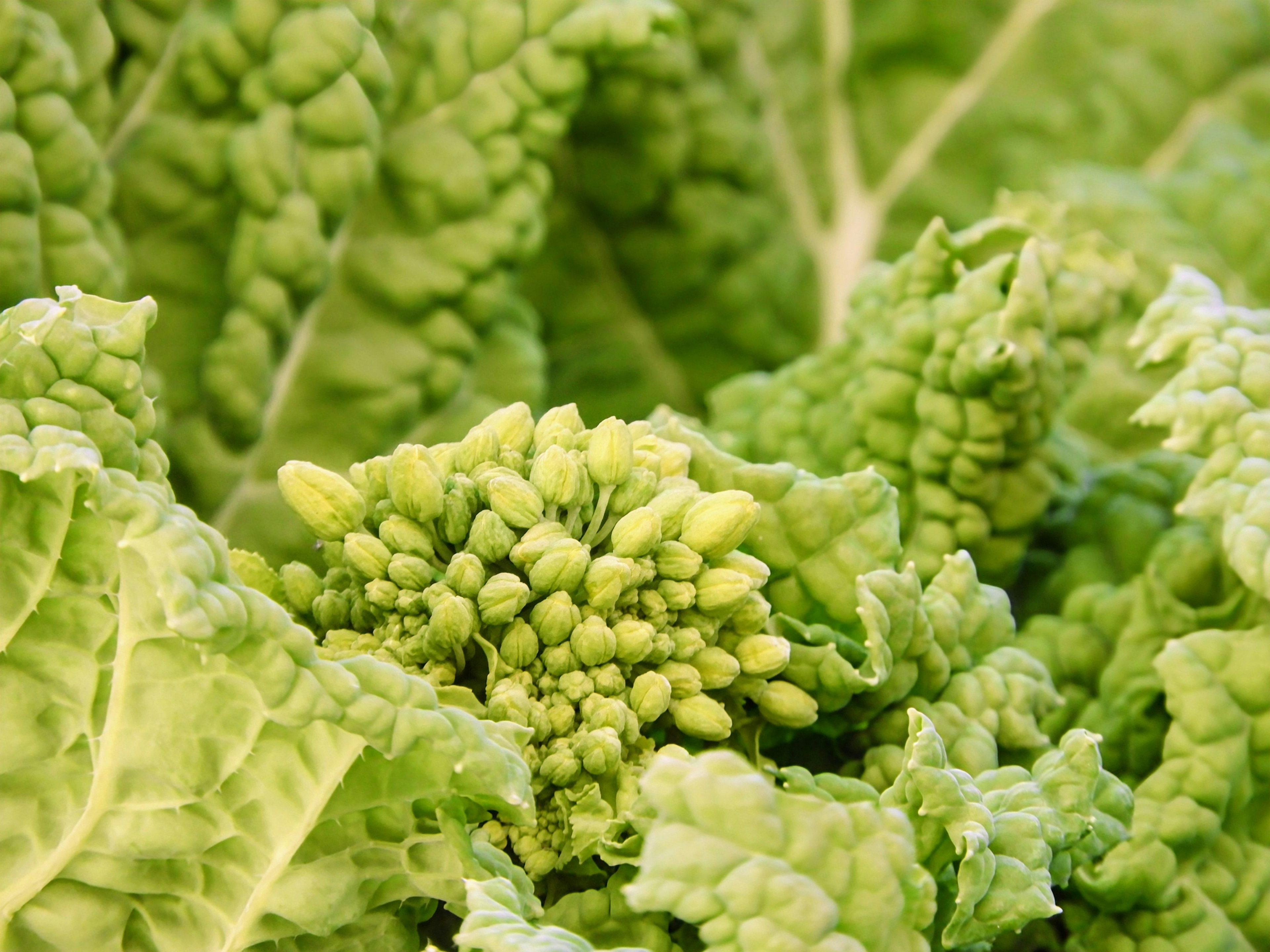 Primer plano de hojas de repollo verde con pequeños brotes