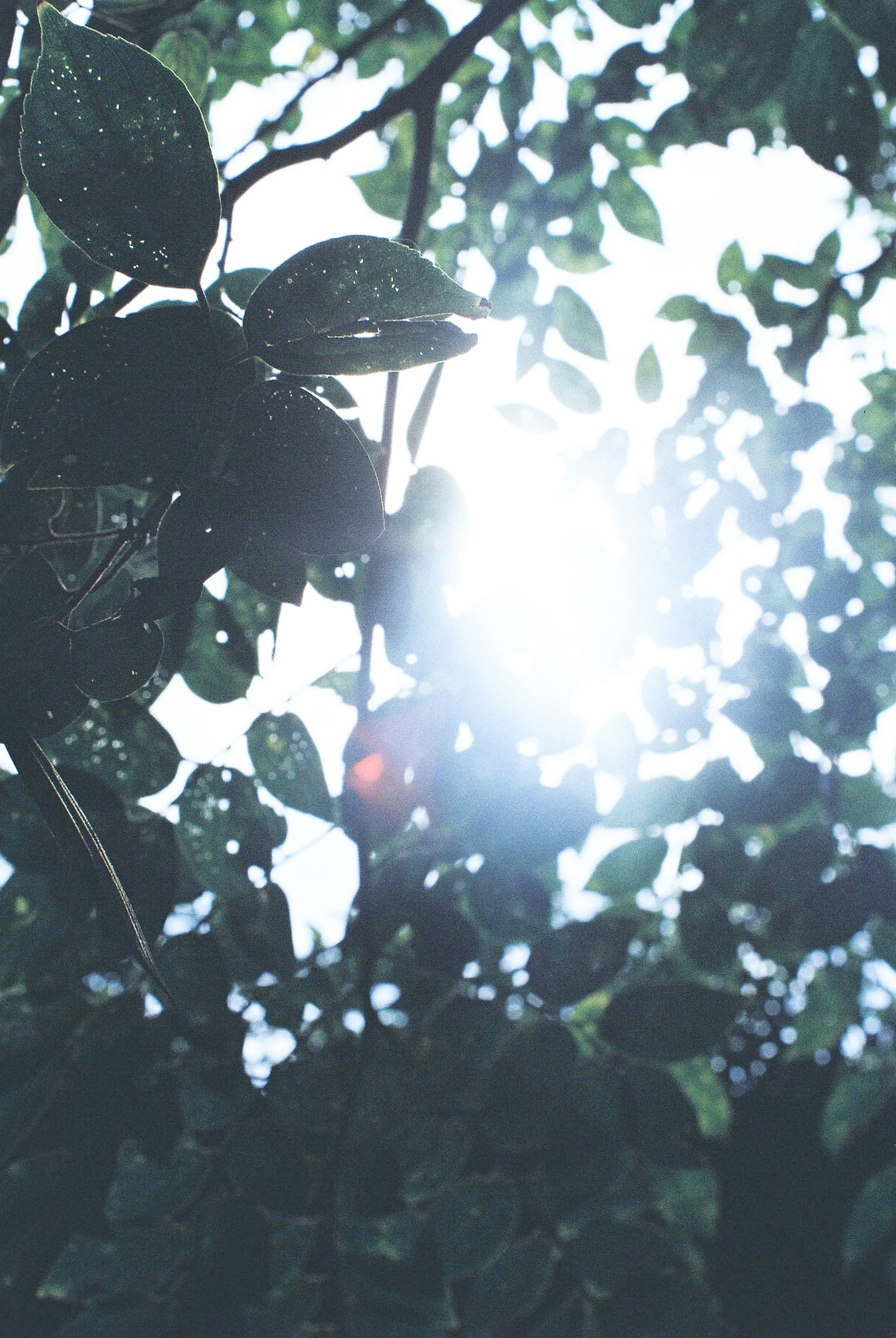 Sunlight filtering through lush green leaves creating a soft glow