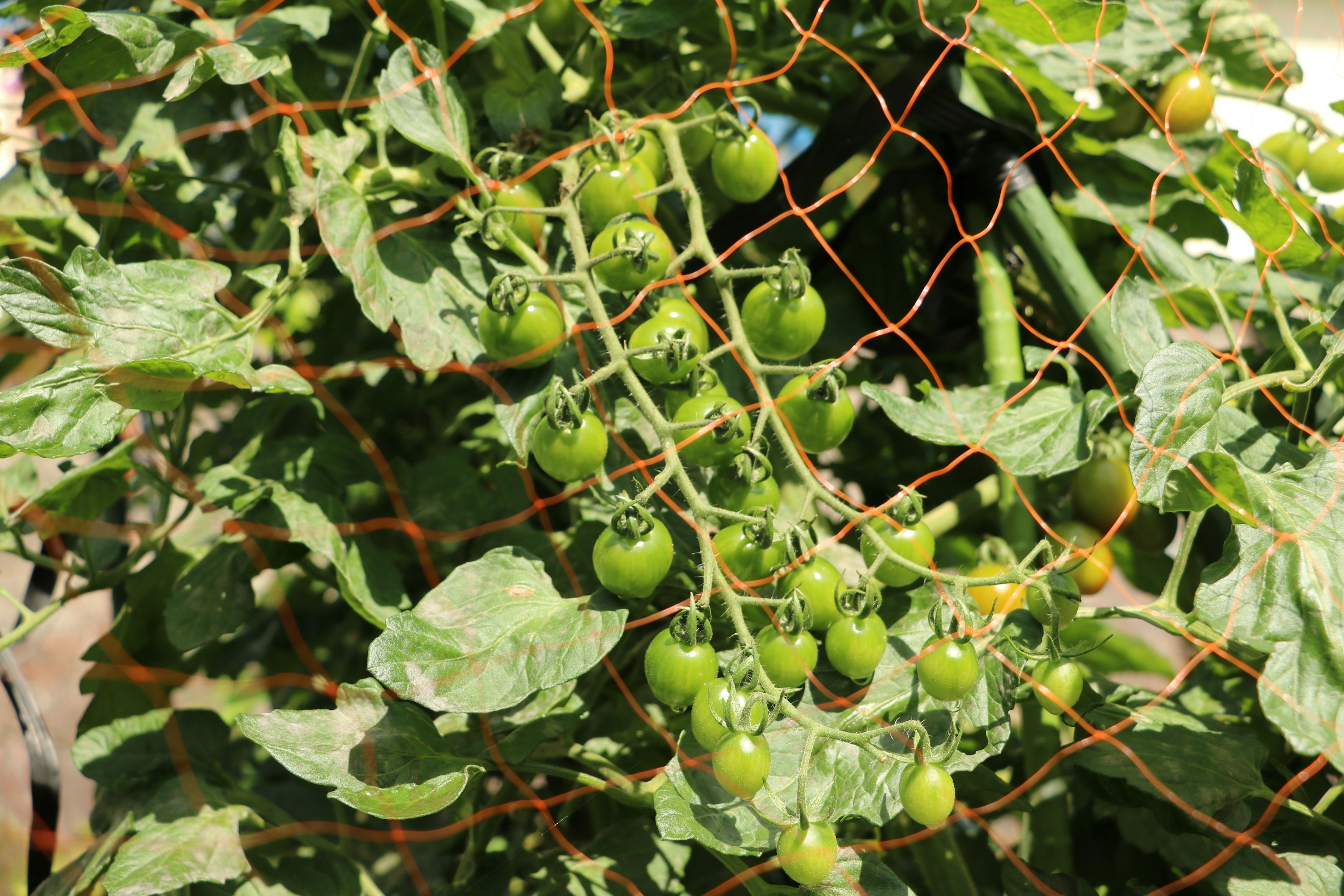 Primo piano di pomodori verdi che crescono su una pianta con una rete