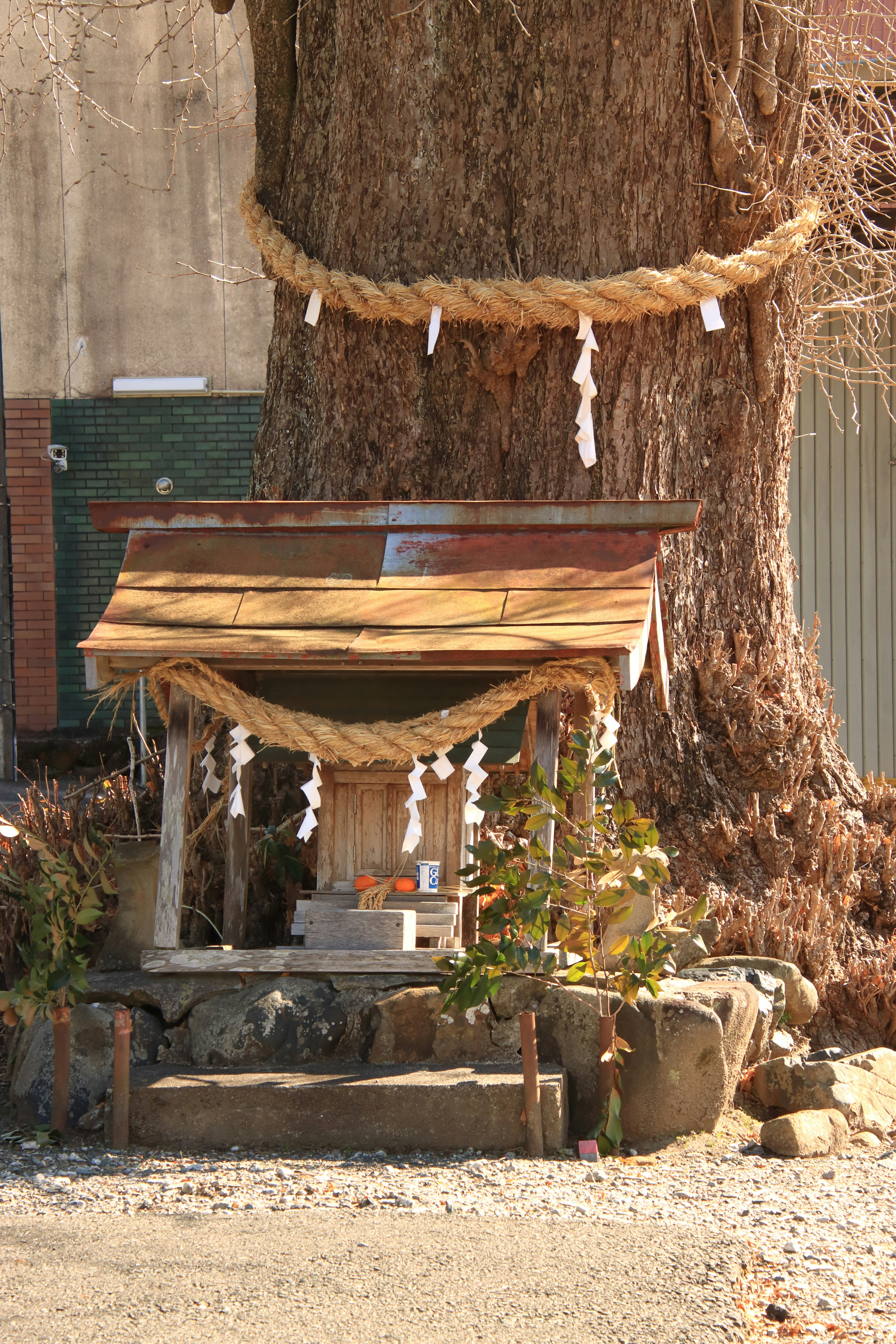 A shrine-like structure at the base of a large tree with decorative rope